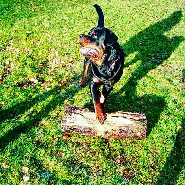 Jager a rejoint le concours — aidez-le/la à gagner de superbes lots ! canidae, carnivore, companion_dog, dog, dog_breed, fawn, grass, groundcover, guard_dog, hound, lawn, people_in_nature, pinscher, prazsky_krysarik, shadow, snout, sporting_group, tail, working_animal, working_dog
