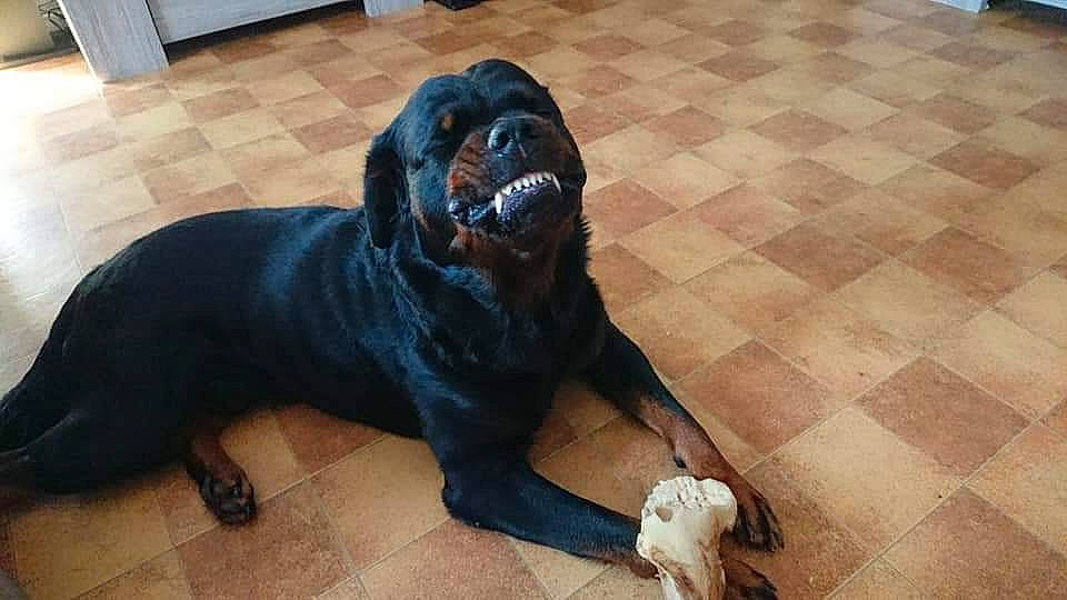 Jager participe au concours pour gagner de l'argent avec cette photo : art, canidae, carnivore, companion_dog, dog, dog_breed, flooring, fur, guard_dog, hardwood, liver, mammal, molosser, stuffed_toy, teddy_bear, terrestrial_animal, vertebrate, wood, working_animal, working_dog