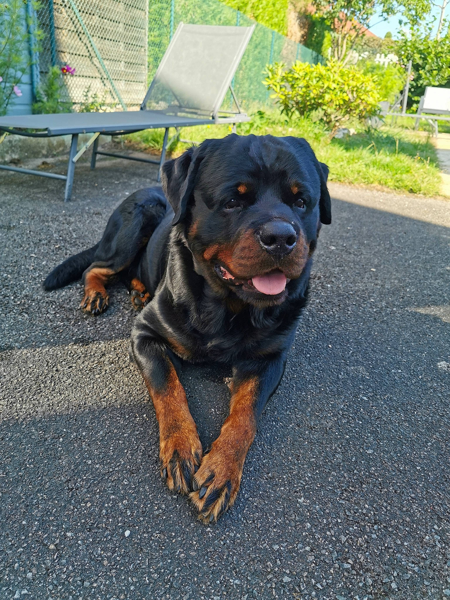 Jager a rejoint le concours — aidez-le/la à gagner de superbes lots ! asphalt, canidae, carnivore, chair, collar, companion_dog, dog, dog_breed, dog_collar, fawn, grass, outdoor_furniture, plant, road_surface, rottweiler, snout, sporting_group, tar, tree, working_animal