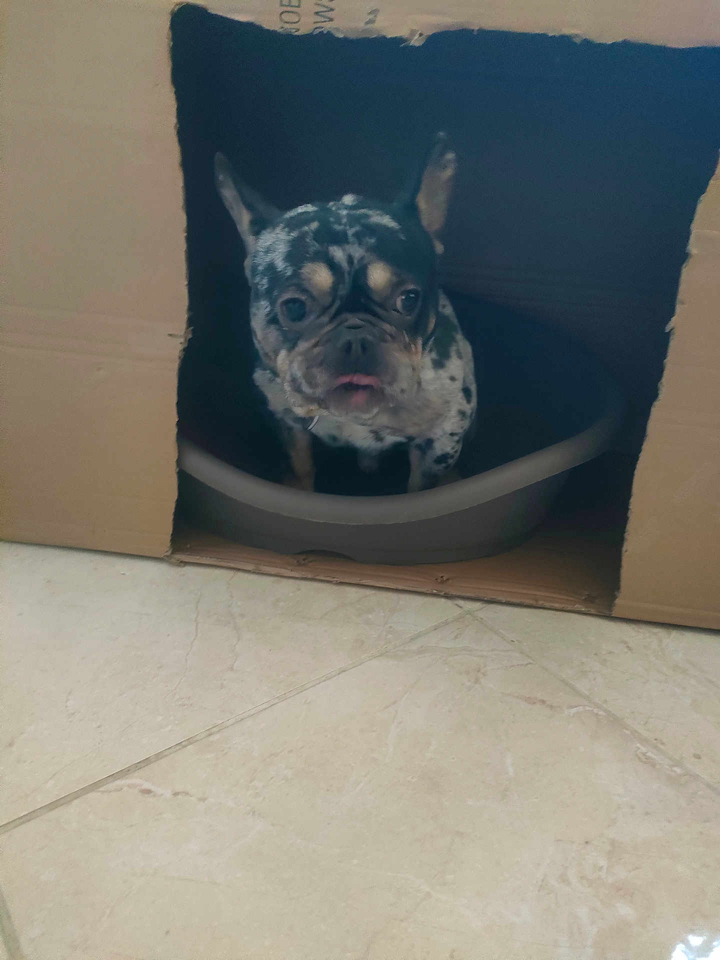 Roki a rejoint le concours — aidez-le/la à gagner de superbes lots ! dog, french_bulldog, cardboard_box, pet_bed, indoor, floor, tiled_floor, animal, cute, curious, spotted, small_dog, companion, domestic, portrait, pet, mammal, ears, tongue, resting