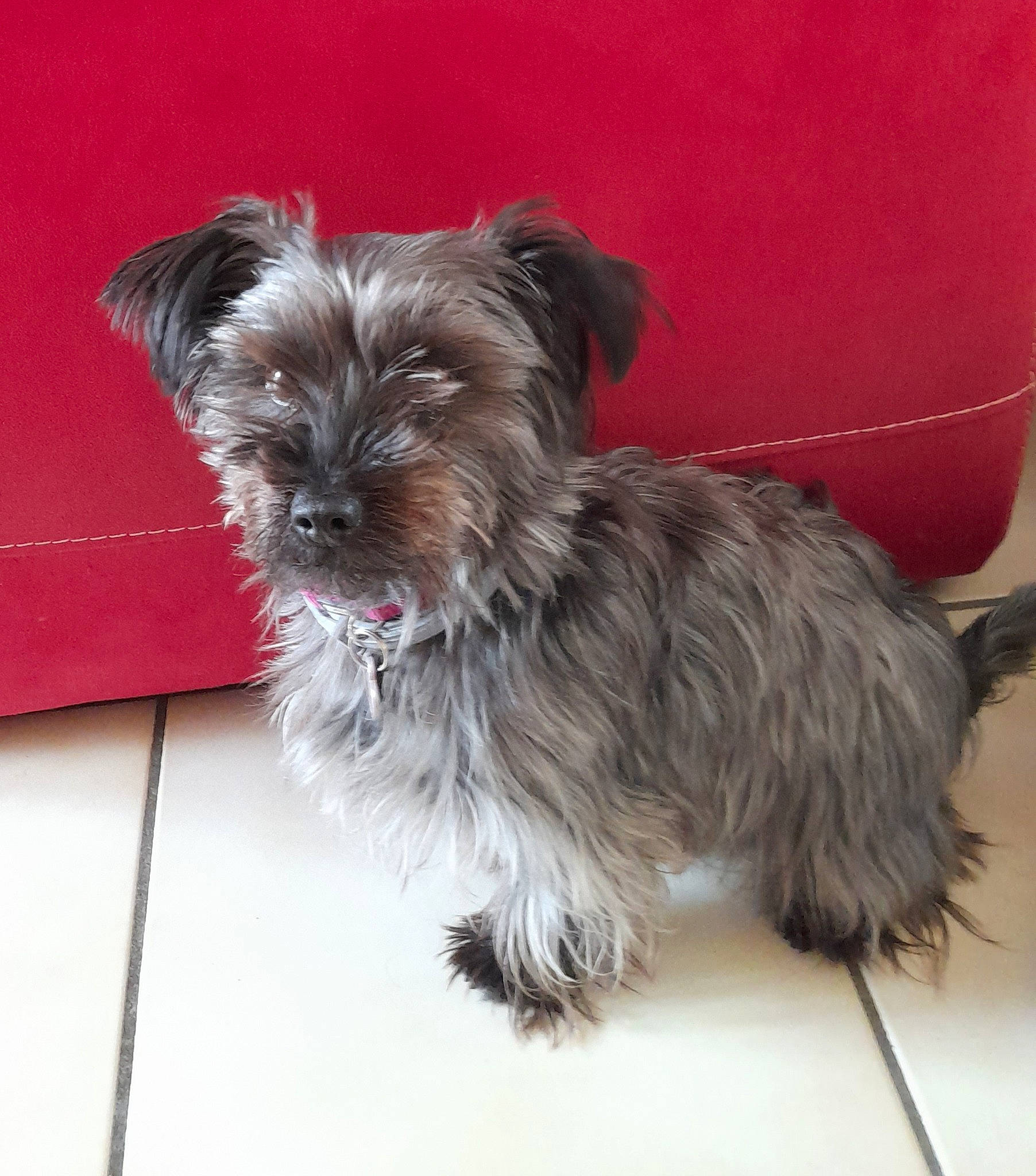 Jody a rejoint le concours — aidez-le/la à gagner de superbes lots ! biewer_terrier, canidae, carnivore, companion_dog, dog, dog_breed, dog_supply, fur, liver, maltepoo, non_sporting_group, small_terrier, snout, sporting_group, terrier, toy_dog, working_animal, yorkipoo