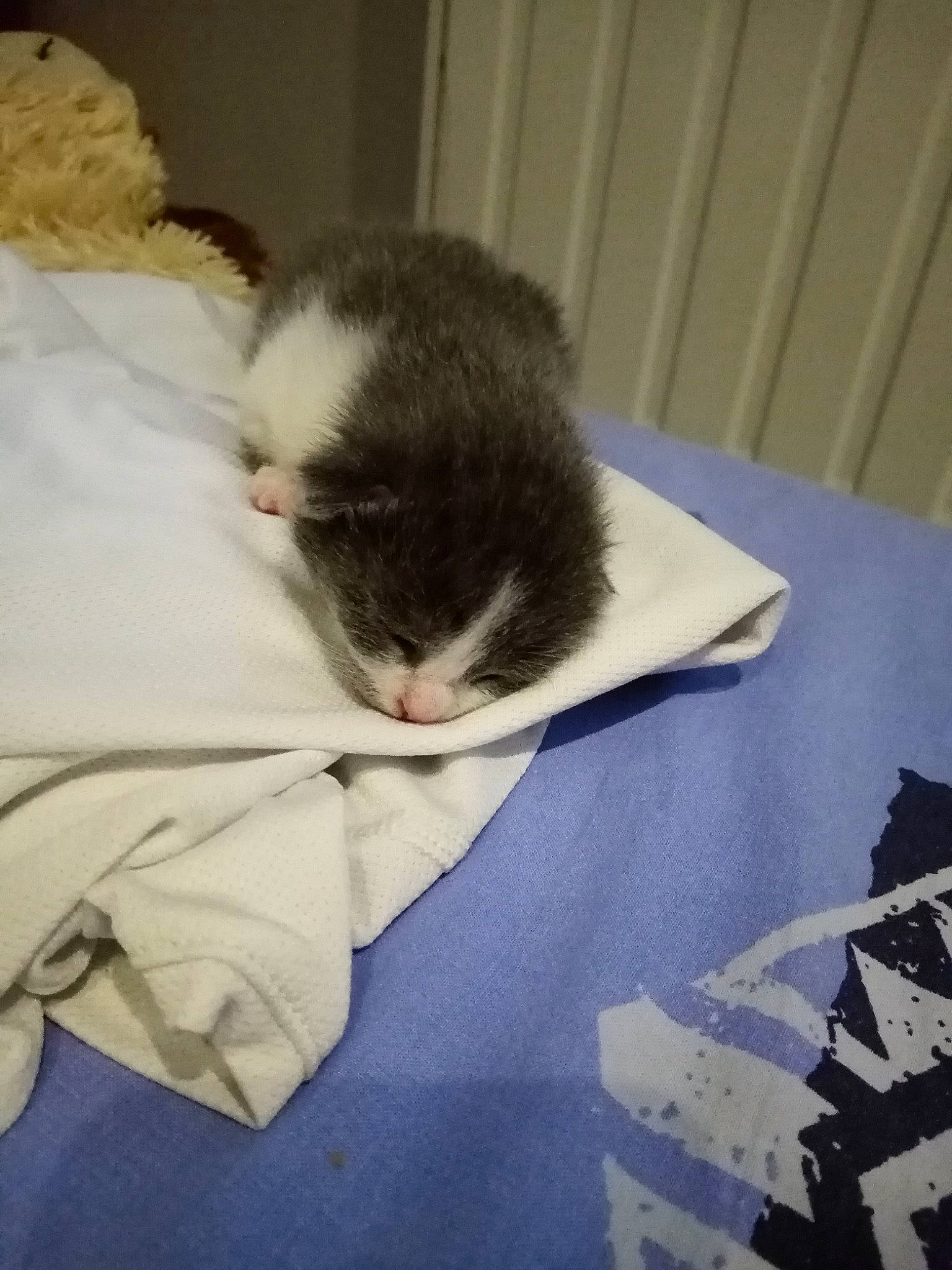 Ruby Simba participe au concours pour gagner de l'argent avec cette photo : carnivore, cat, ear, felidae, fur, kitten, norwegian_forest_cat, sleep, small_to_medium_sized_cats, tail, whiskers