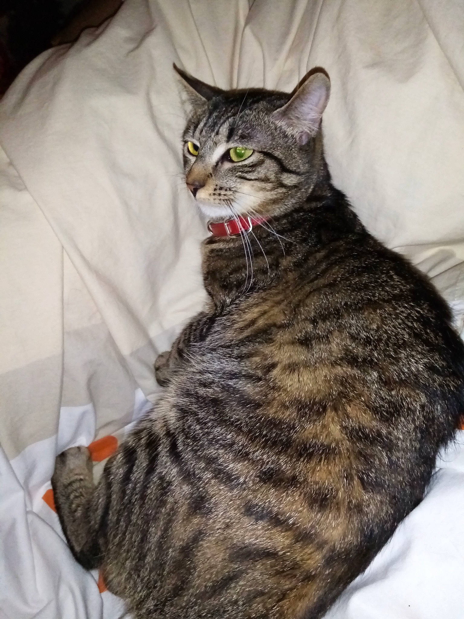 Ruby Simba a rejoint le concours — aidez-le/la à gagner de superbes lots ! american_bobtail, american_shorthair, american_wirehair, asian, california_spangled, carnivore, cat, domestic_short_haired_cat, dragon_li, european_shorthair, eye, felidae, fur, german_rex, pixie_bob, small_to_medium_sized_cats, tabby_cat, toyger, whiskers, wild_cat