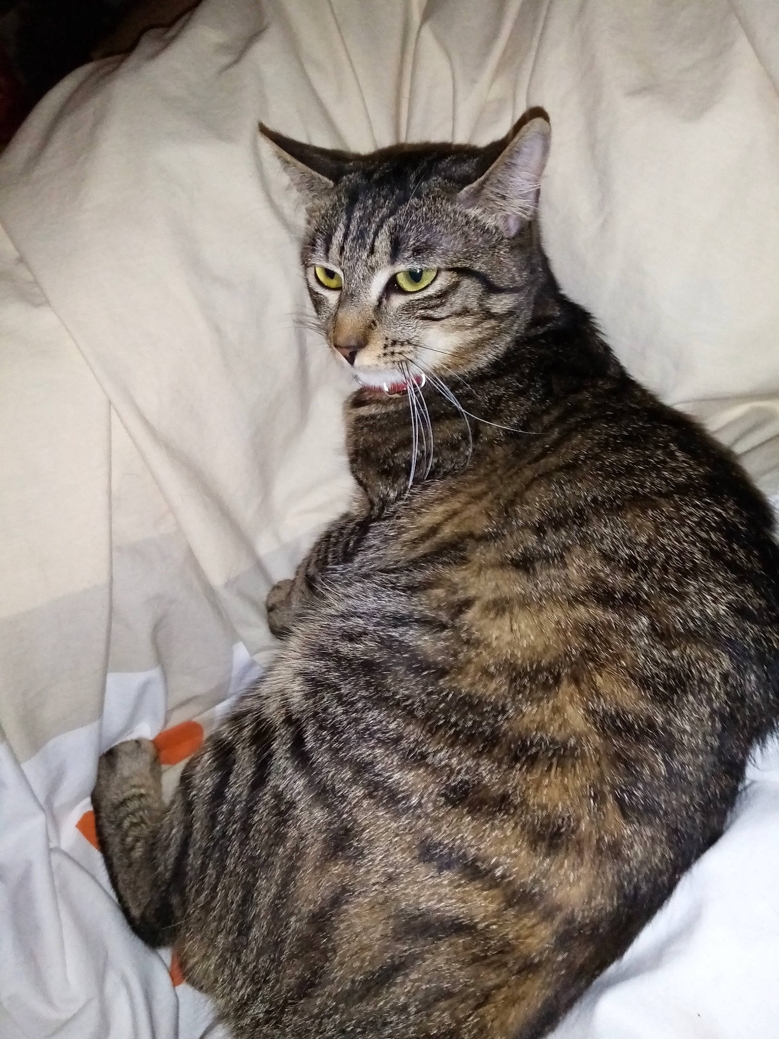 Ruby Simba a rejoint le concours — aidez-le/la à gagner de superbes lots ! american_bobtail, american_shorthair, american_wirehair, asian, california_spangled, carnivore, cat, domestic_short_haired_cat, dragon_li, european_shorthair, felidae, fur, german_rex, mammal, norwegian_forest_cat, pixie_bob, small_to_medium_sized_cats, tabby_cat, whiskers, wild_cat