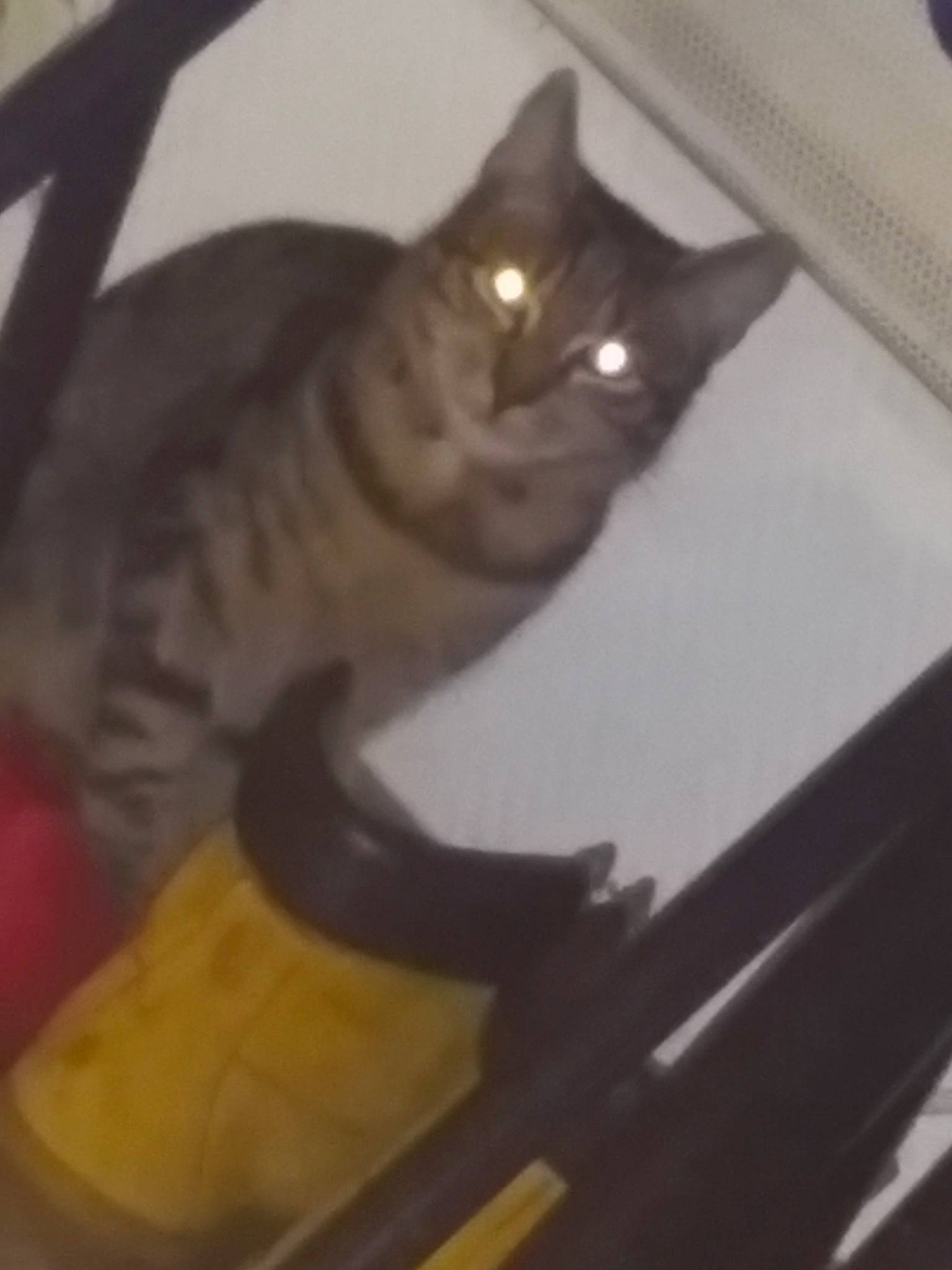 Simba a rejoint le concours — aidez-le/la à gagner de superbes lots ! american_shorthair, asian, carnivore, cat, domestic_short_haired_cat, european_shorthair, eye, felidae, kitten, mammal, small_to_medium_sized_cats, tabby_cat, tail, whiskers, wood