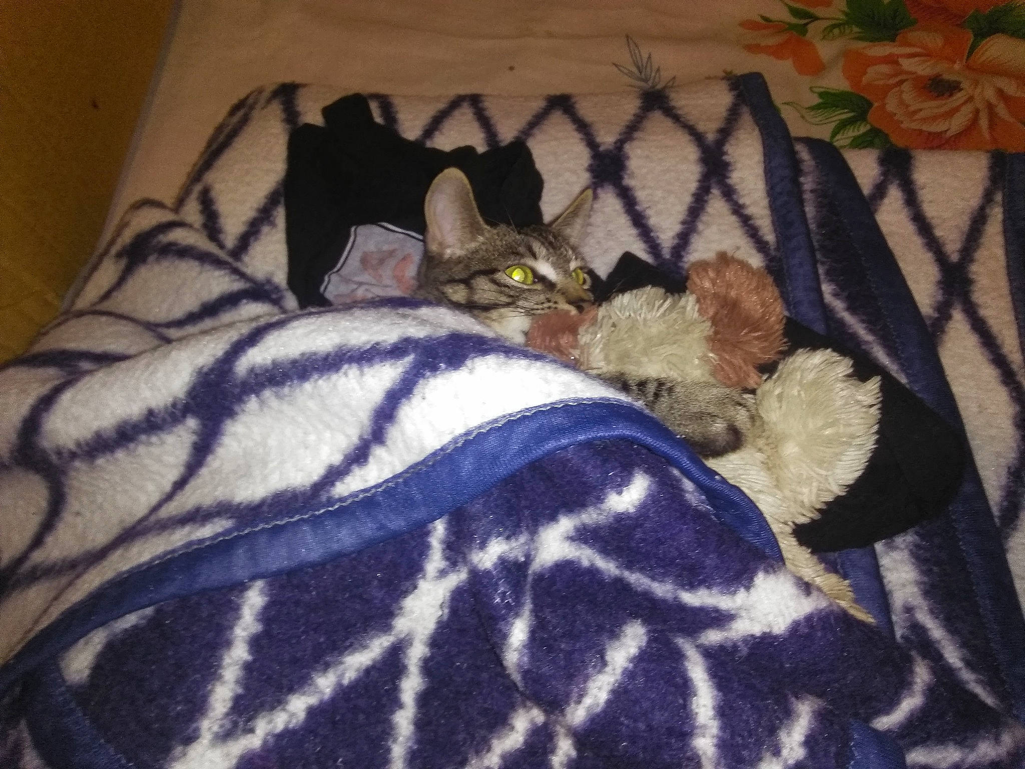 Simba a rejoint le concours — aidez-le/la à gagner de superbes lots ! american_shorthair, asian, bed, bed_sheet, carnivore, cat, european_shorthair, fawn, felidae, fur, kitten, linens, room, small_to_medium_sized_cats, tabby_cat, tail, textile, whiskers