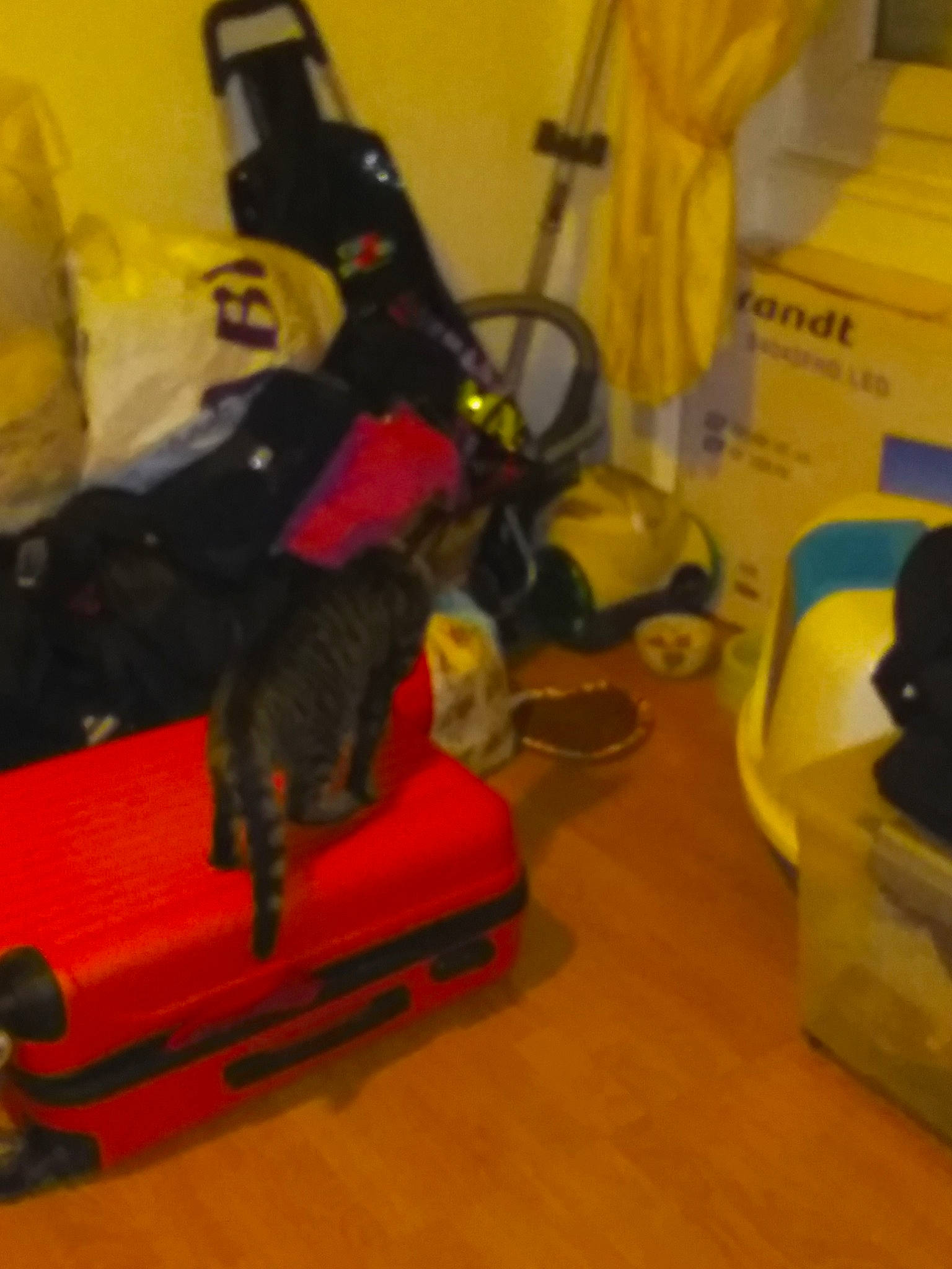 Simba participe au concours pour gagner de l'argent avec cette photo : toy