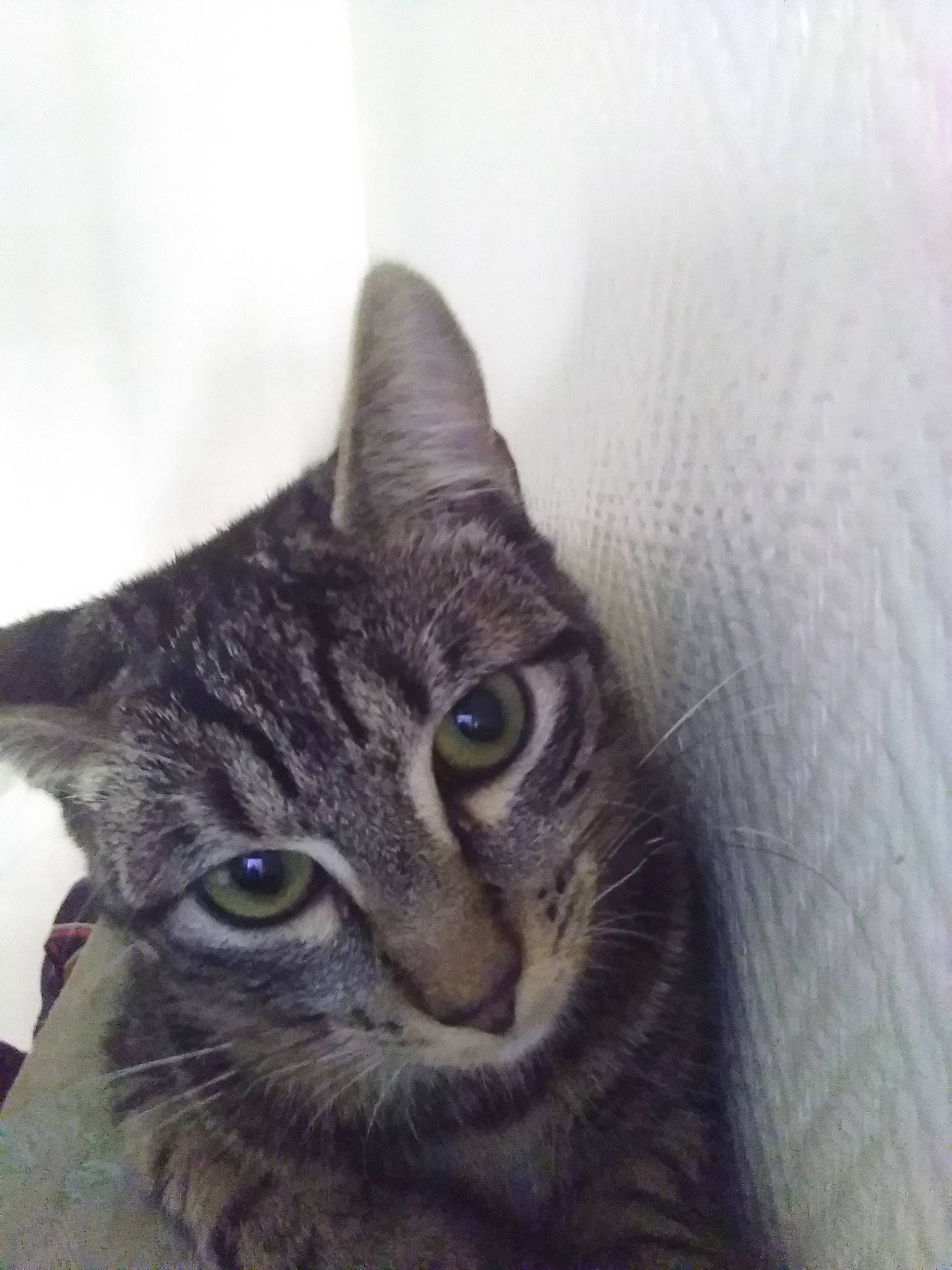 Simba participe au concours pour gagner de l'argent avec cette photo : aegean_cat, american_shorthair, american_wirehair, asian, california_spangled, carnivore, cat, close_up, domestic_short_haired_cat, dragon_li, european_shorthair, eye, felidae, fur, kitten, mammal, small_to_medium_sized_cats, snout, tabby_cat, whiskers