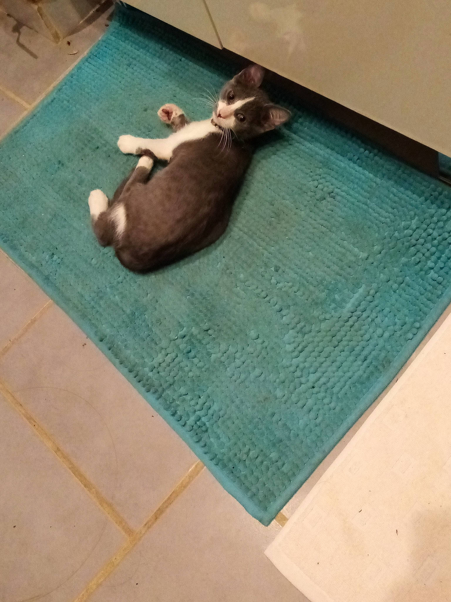 Ruby a rejoint le concours — aidez-le/la à gagner de superbes lots ! brown, floor, flooring, mat, room, square, teal, tile, turquoise, wood