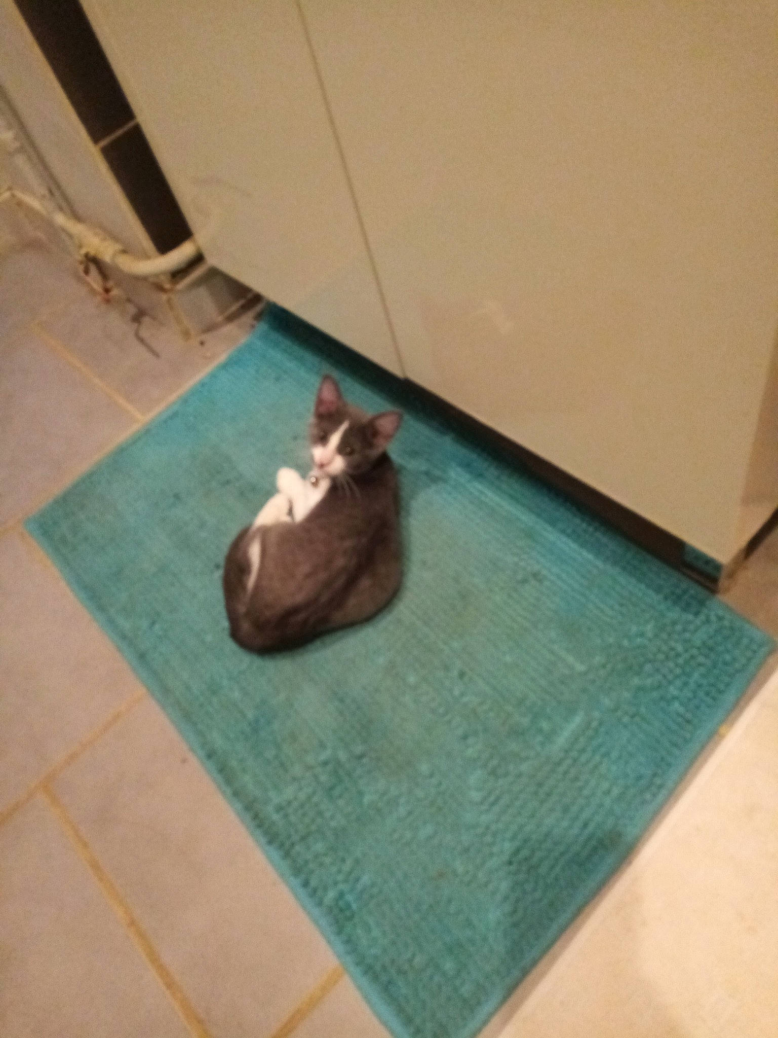 Ruby a rejoint le concours — aidez-le/la à gagner de superbes lots ! fawn, floor, flooring, hardwood, teal, tile, whiskers, wood