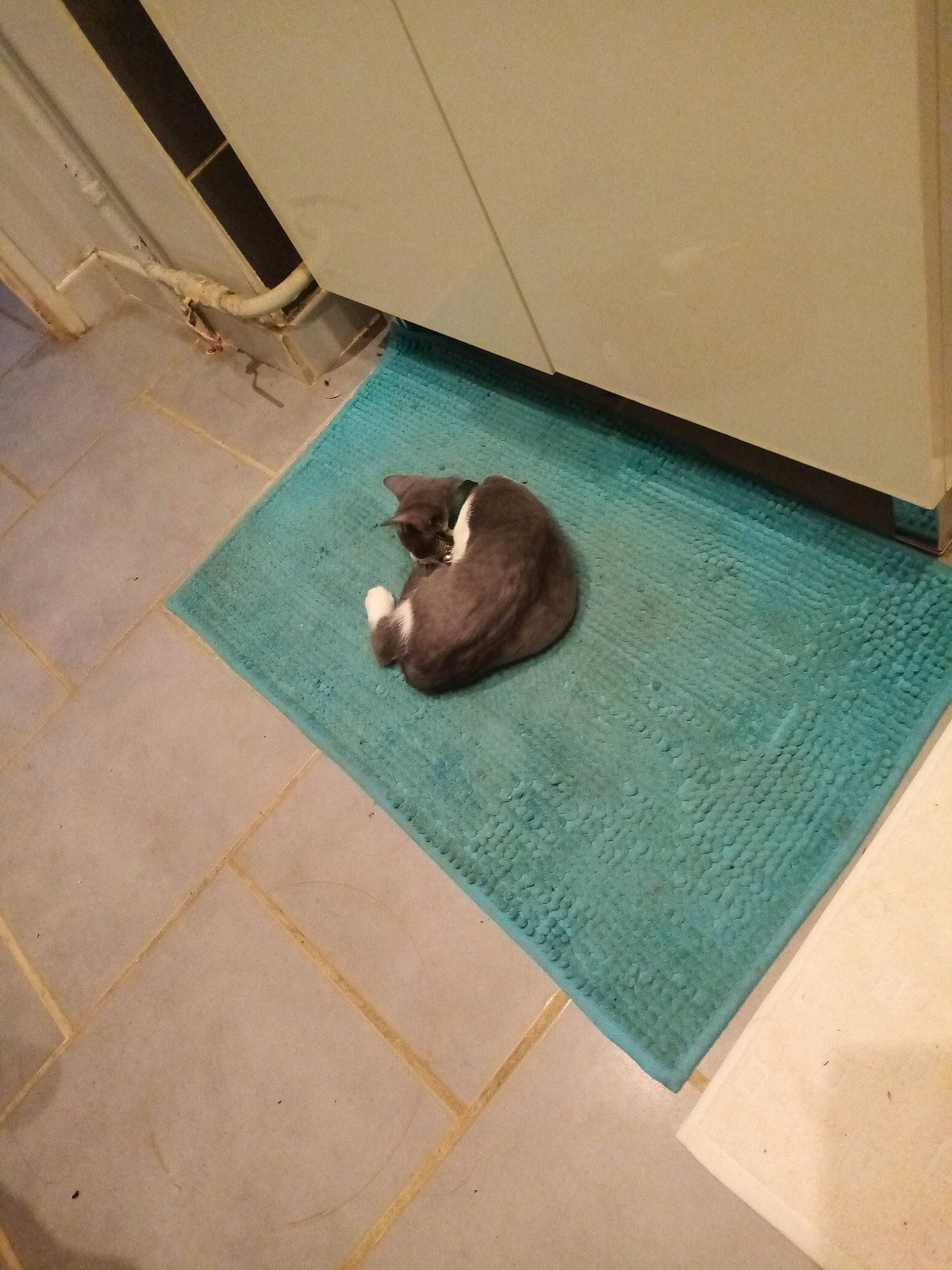 Ruby a rejoint le concours — aidez-le/la à gagner de superbes lots ! cat, floor, flooring, hardwood, room, tile, wood