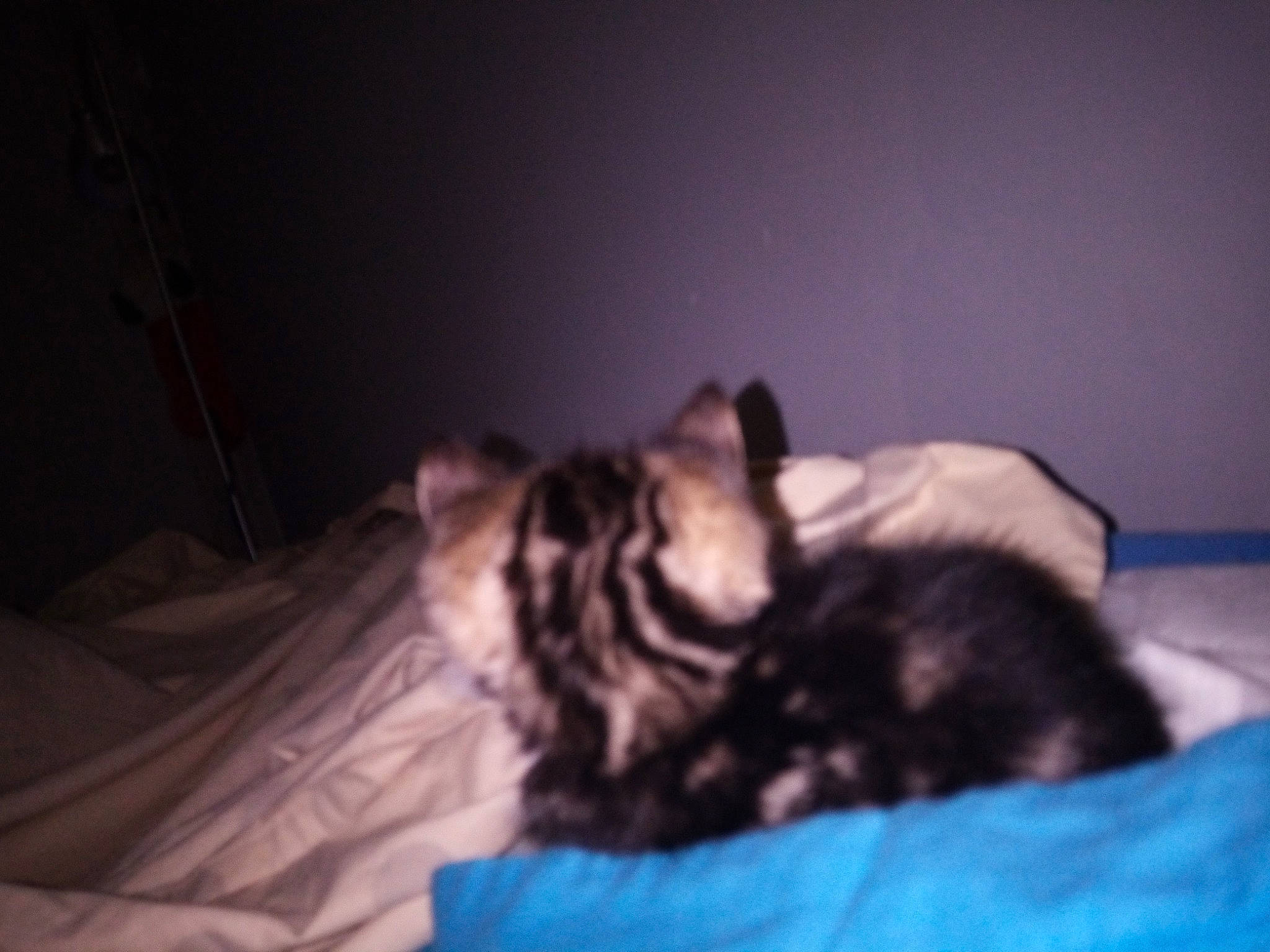 Tarzan participe au concours pour gagner de l'argent avec cette photo : american_curl, american_shorthair, asian, bed, carnivore, cat, ear, european_shorthair, felidae, fur, kitten, maine_coon, nap, norwegian_forest_cat, sleep, small_to_medium_sized_cats, tabby_cat, whiskers