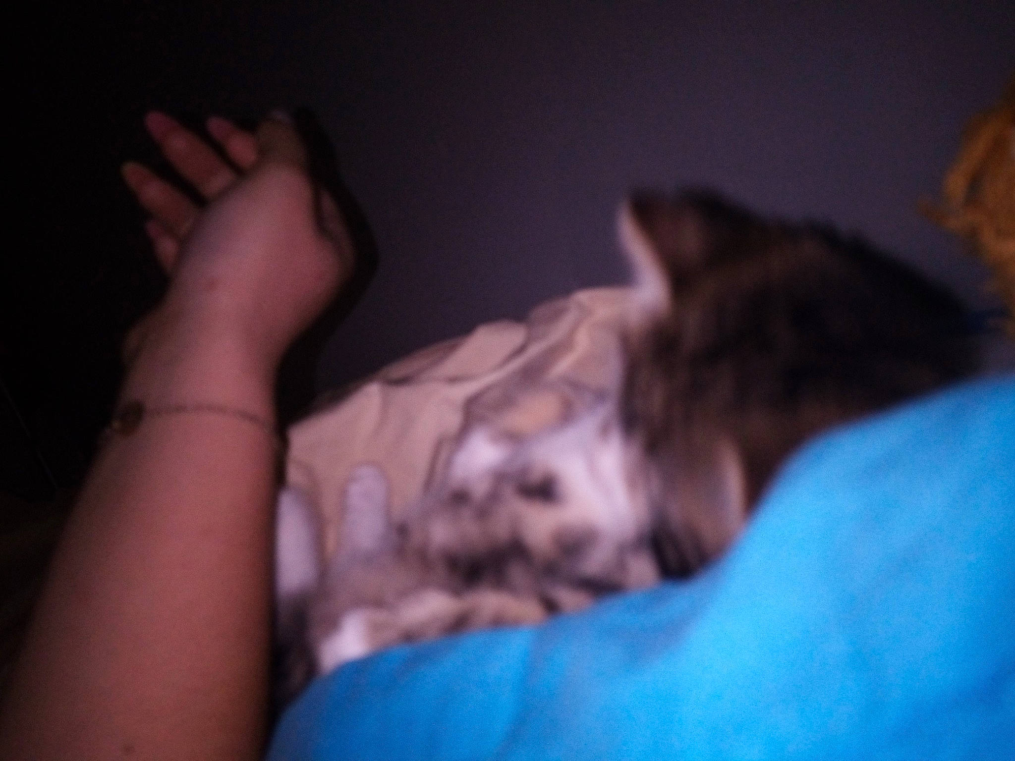 Tarzan participe au concours pour gagner de l'argent avec cette photo : canidae, carnivore, cat, ear, eye, felidae, hand, kitten, mouth, nap, nose, sleep, small_to_medium_sized_cats, whiskers