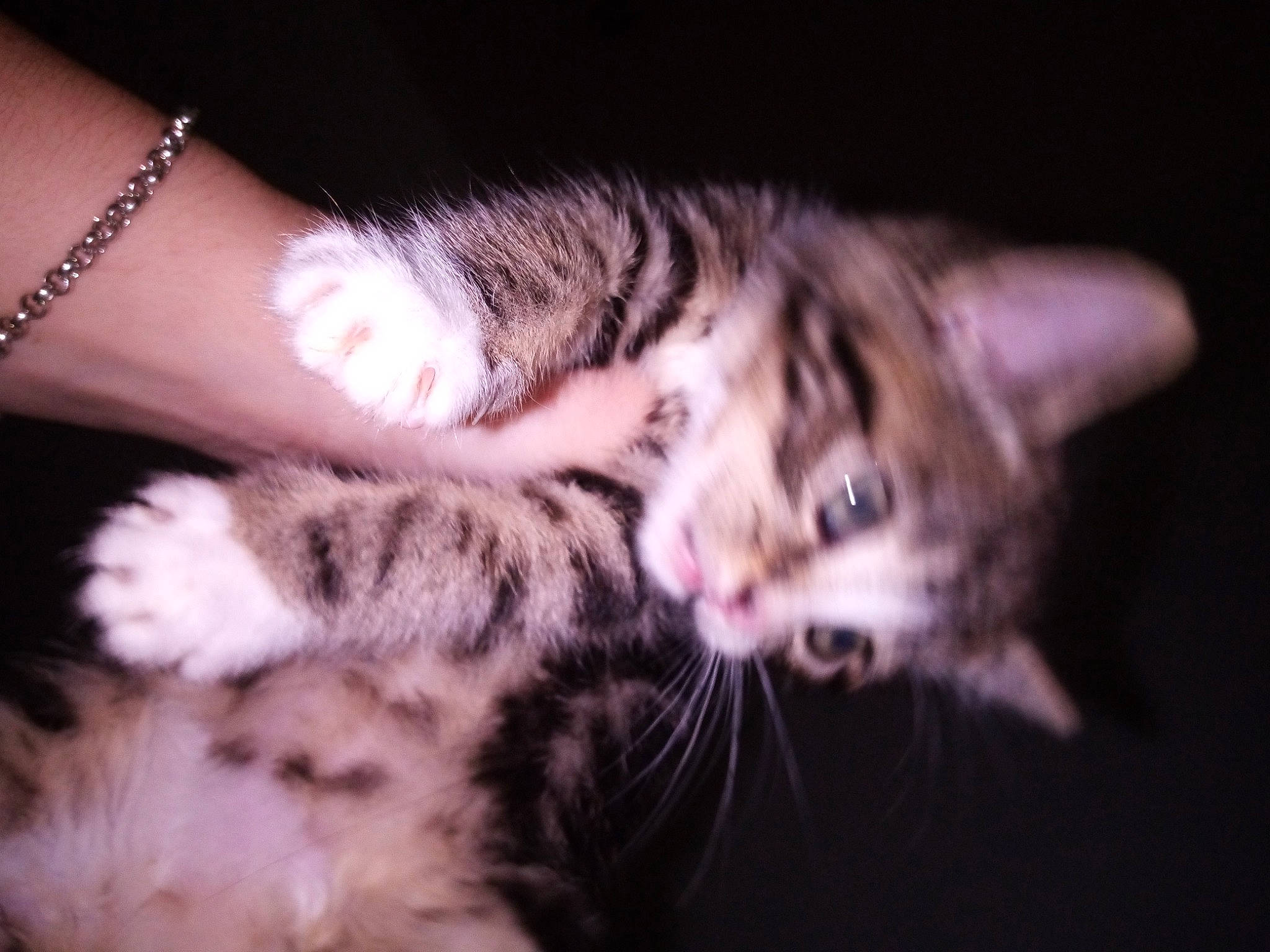 Tarzan a rejoint le concours — aidez-le/la à gagner de superbes lots ! american_shorthair, american_wirehair, asian, bengal, carnivore, cat, dragon_li, ear, egyptian_mau, european_shorthair, felidae, fur, kitten, mammal, nose, small_to_medium_sized_cats, snout, tabby_cat, vertebrate, whiskers