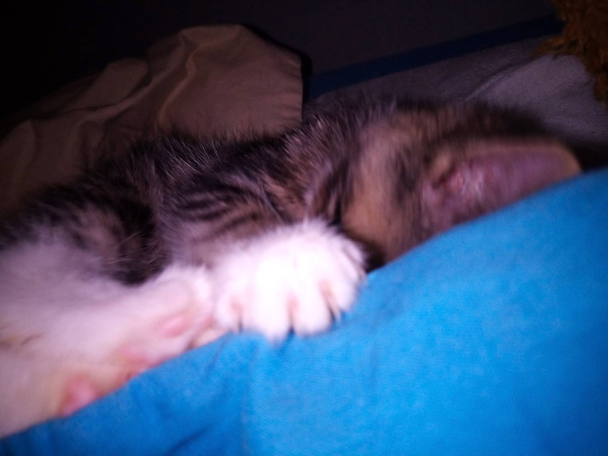 Tarzan participe au concours pour gagner de l'argent avec cette photo : carnivore, cat, close_up, ear, eye, felidae, fur, hand, kitten, mammal, mouth, nap, norwegian_forest_cat, nose, paw, polydactyl_cat, skin, sleep, small_to_medium_sized_cats, whiskers