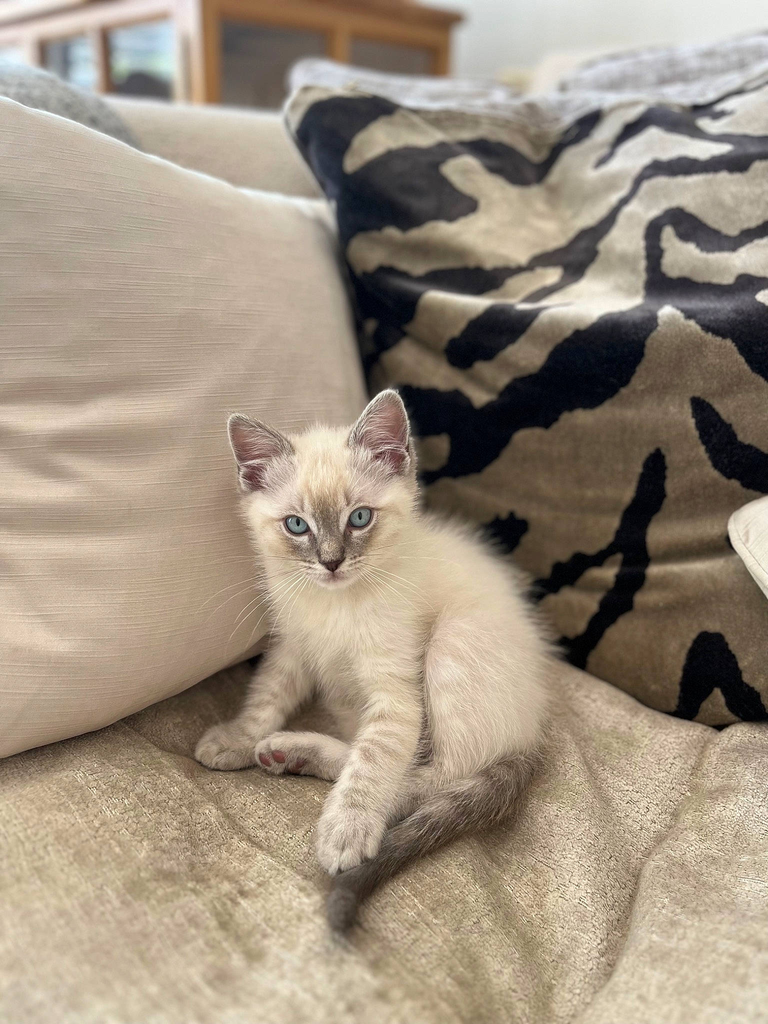 Flora is registered to the contest to win money with this photo: bed_sheet, bedding, carnivore, cat, comfort, domestic_short_haired_cat, fawn, felidae, fur, furniture, grey, linens, paw, sitting, small_to_medium_sized_cats, snout, tail, terrestrial_animal, throw_pillow, whiskers