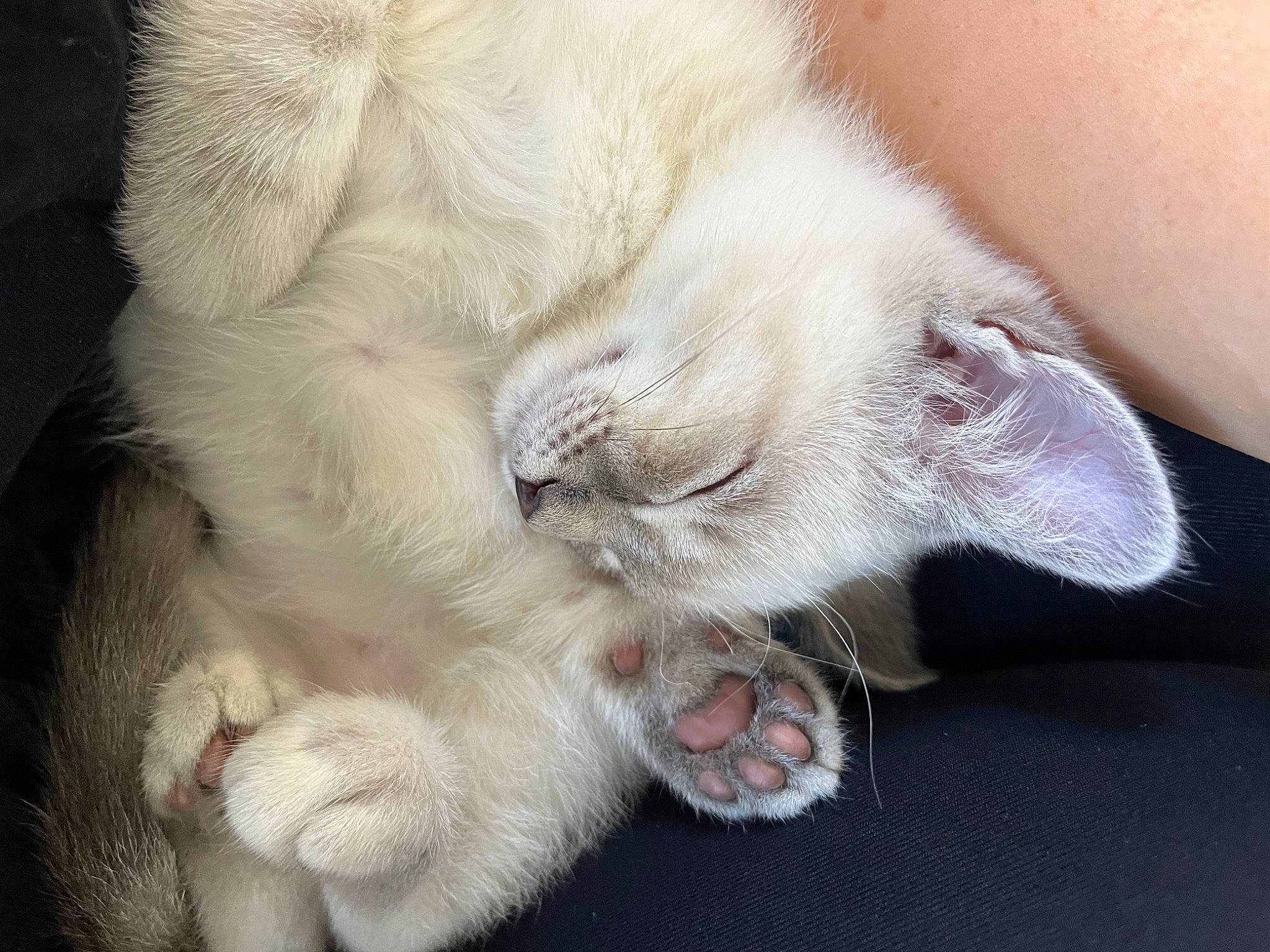 Flora is registered to the contest to win money with this photo: carnivore, cat, claw, comfort, domestic_short_haired_cat, ear, fawn, felidae, fur, gesture, nap, paw, small_to_medium_sized_cats, snout, tail, whiskers