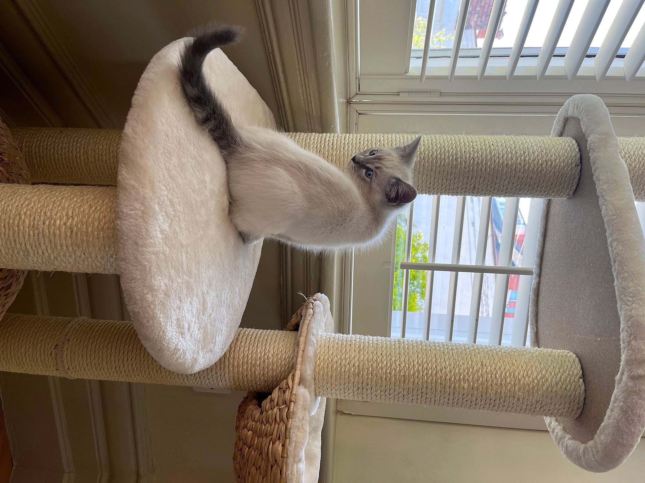Flora is registered to the contest to win money with this photo: animal_shelter, cage, cat_bed, cat_supply, comfort, fawn, felidae, fur, interior_design, pet_supply, room, siamese, small_to_medium_sized_cats, tail, window, wood, wool