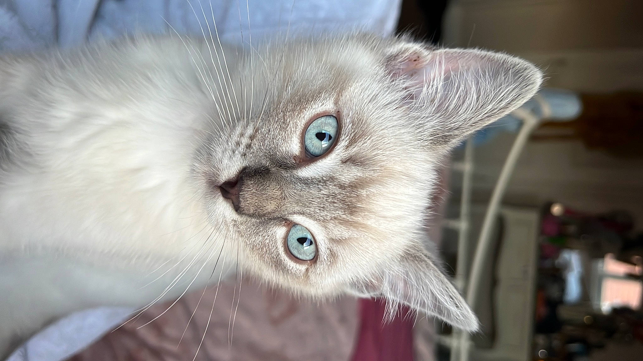 Flora joined the competition — help win amazing prizes! carnivore, cat, domestic_short_haired_cat, ear, event, eye, fawn, felidae, fur, paw, pet_supply, small_to_medium_sized_cats, snout, terrestrial_animal, whiskers