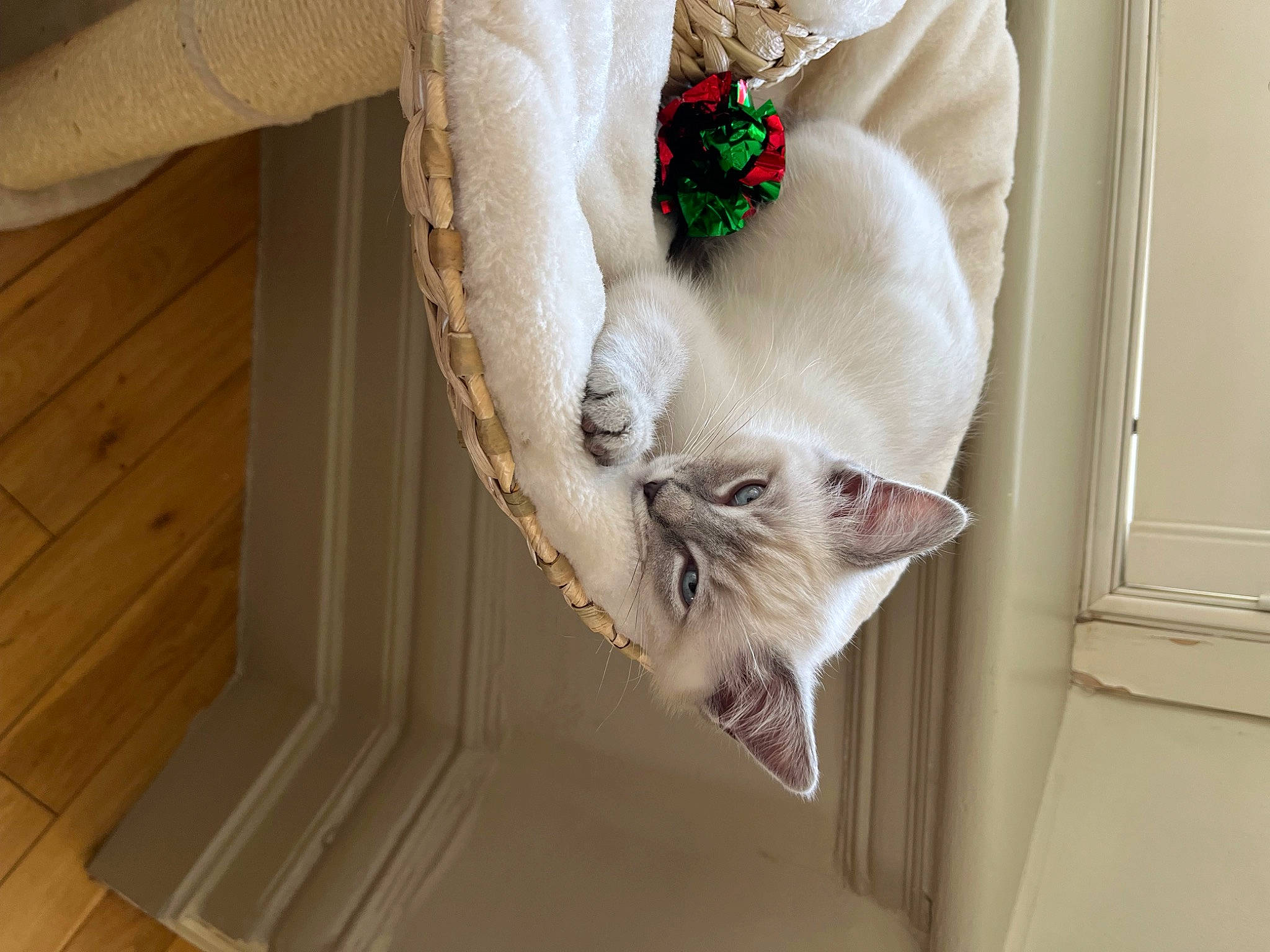 Flora joined the competition — help win amazing prizes! carnivore, cat, comfort, couch, domestic_short_haired_cat, fawn, felidae, flooring, fur, hardwood, house, linens, pattern, room, small_to_medium_sized_cats, tail, textile, whiskers, window, wood