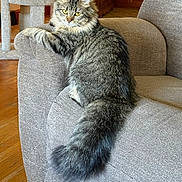 Gracie is registered to the contest to win money with this photo: cat, feline, fluffy_tail, gray_couch, cat_tree, wooden_floor, indoor, pet, living_room, fur, tabby_cat, relaxed, animal, cozy, household, curious, domestic_cat, resting, ears, whiskers
