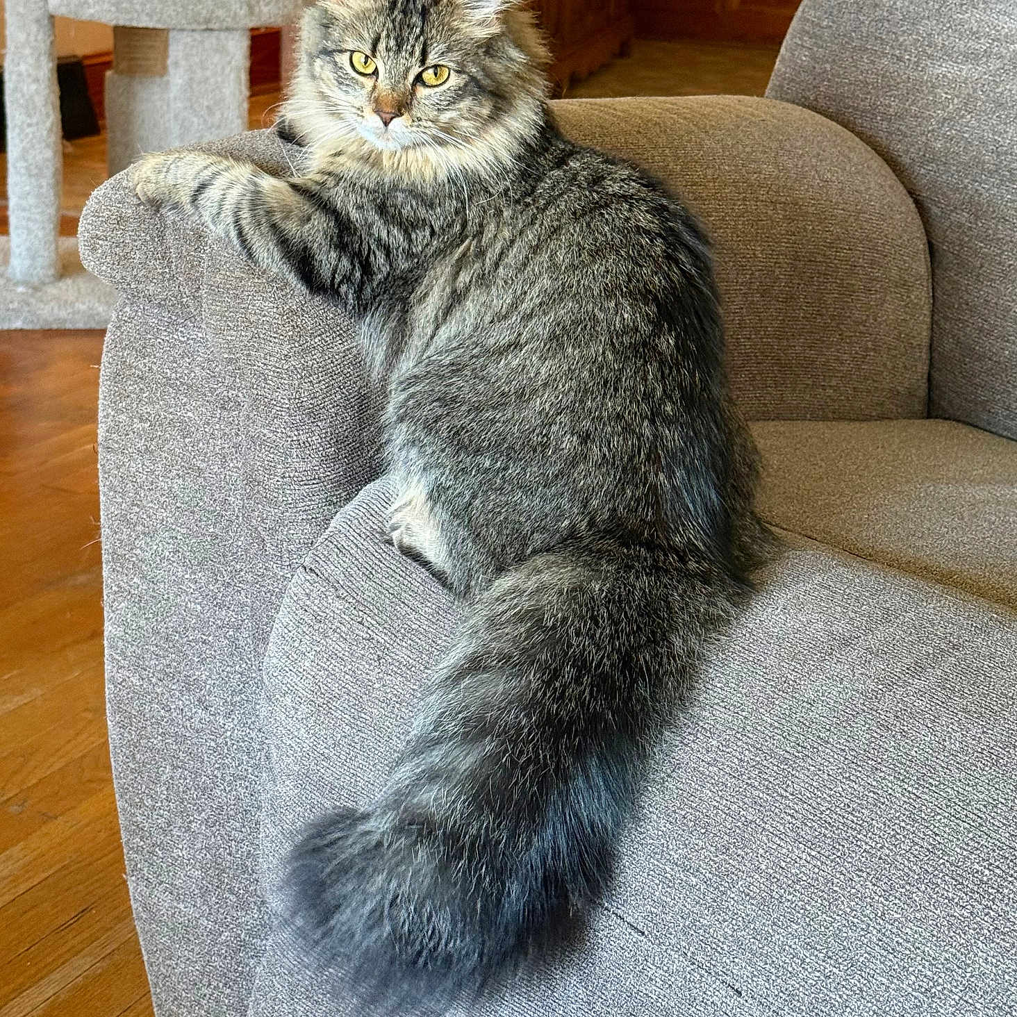 Gracie is registered to the contest to win money with this photo: cat, feline, fluffy_tail, gray_couch, cat_tree, wooden_floor, indoor, pet, living_room, fur, tabby_cat, relaxed, animal, cozy, household, curious, domestic_cat, resting, ears, whiskers
