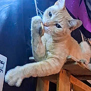 Powder is registered to the contest to win money with this photo: cat, pet, animal, light, pendant, wooden_crate, curious, indoor, playful, feline, paw, hanging_object, purple_fabric, dark_background, closeup, cute, domestic_animal, whiskers, relaxed, resting