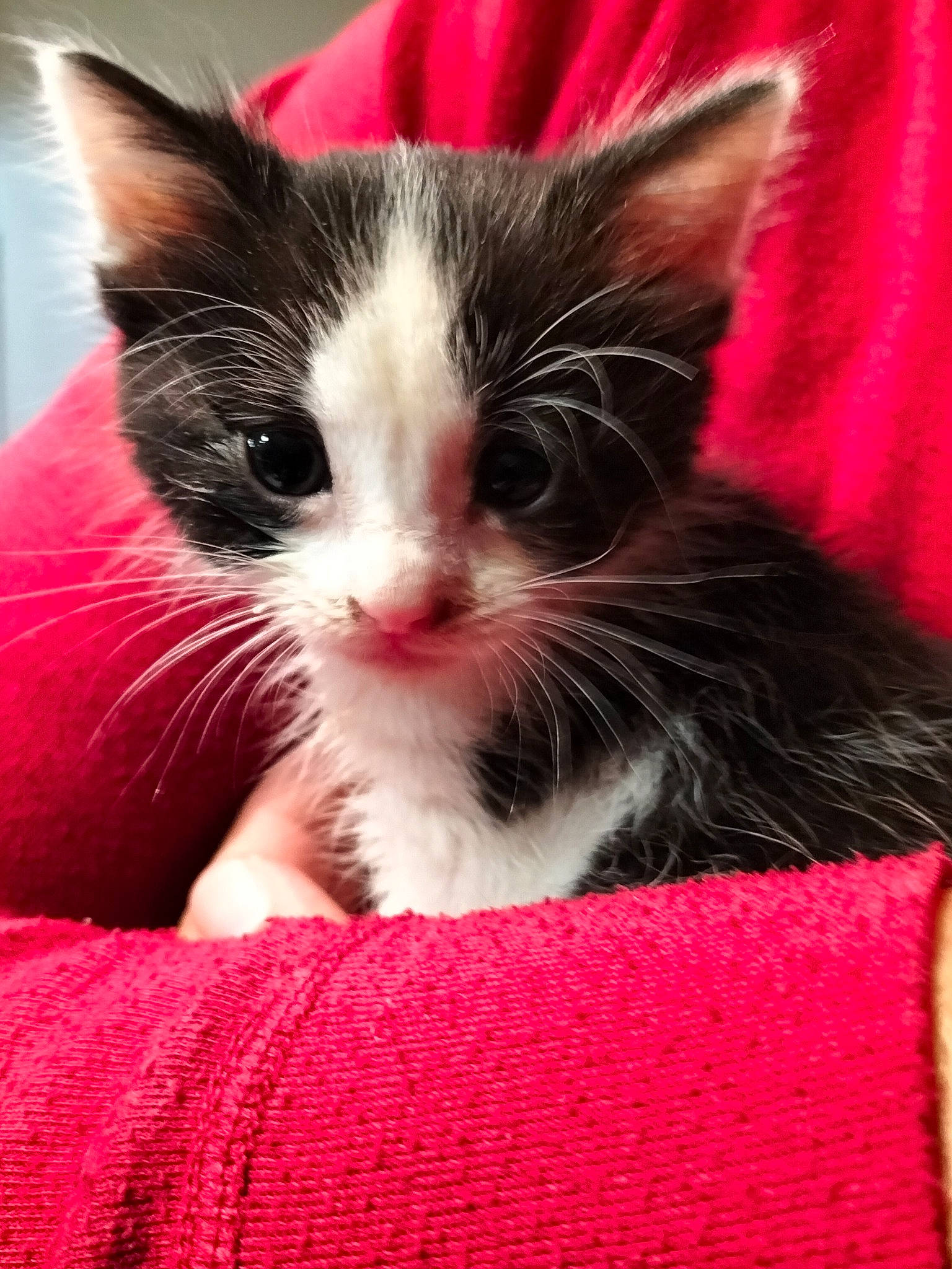 Praline a rejoint le concours — aidez-le/la à gagner de superbes lots ! carmine, carnivore, cat, cat_supply, claw, close_up, comfort, domestic_short_haired_cat, felidae, foot, fur, human_leg, nap, paw, pet_supply, small_to_medium_sized_cats, snout, tail, whiskers, woven_fabric