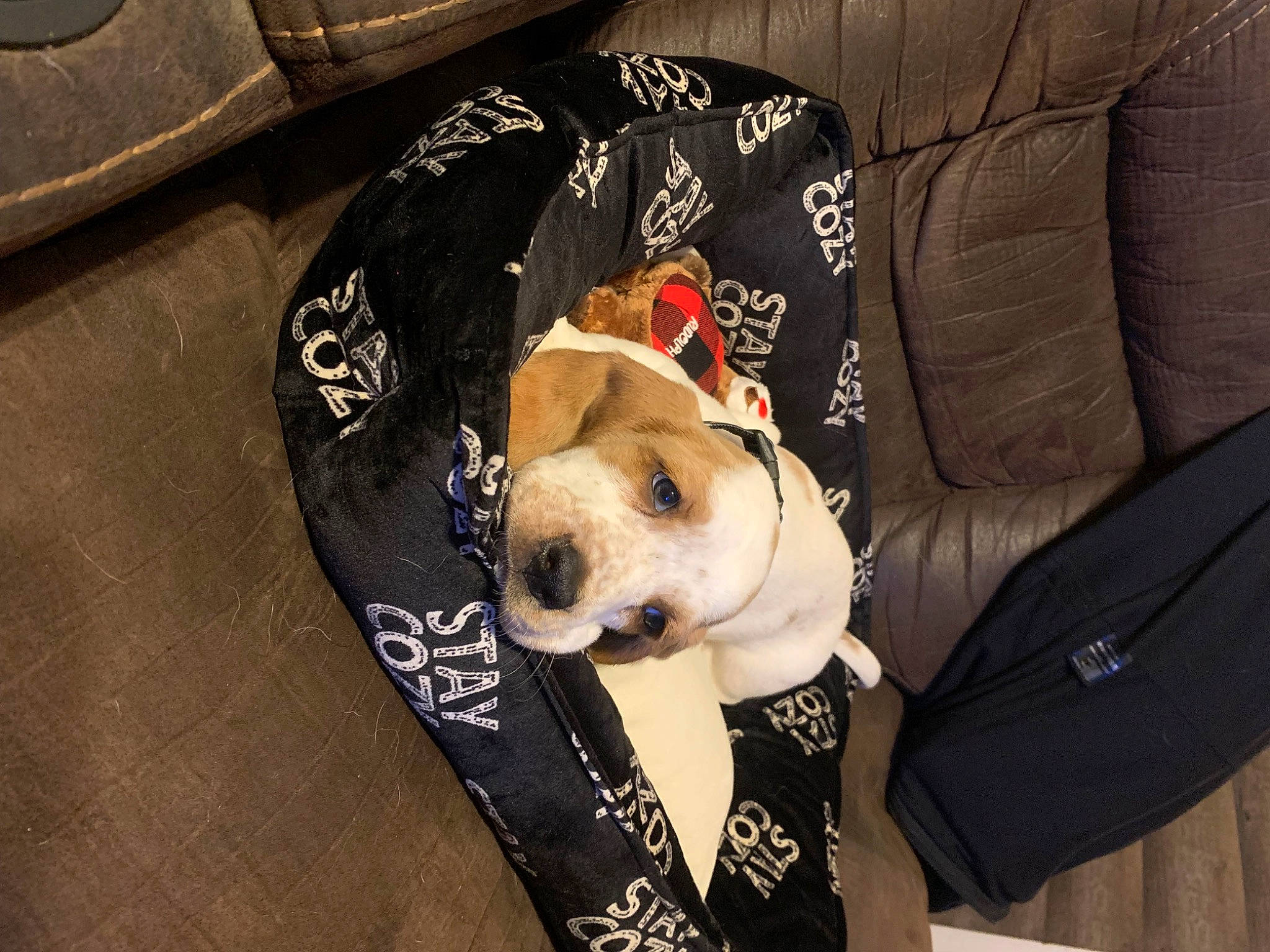 Buster joined the competition — help win amazing prizes! bag, car_seat, carnivore, comfort, companion_dog, couch, dalmatian, dog, dog_breed, dog_clothes, dog_supply, fashion_accessory, fawn, fur, pet_supply, snout, sofa_bed, sporting_group, stuffed_toy, working_animal