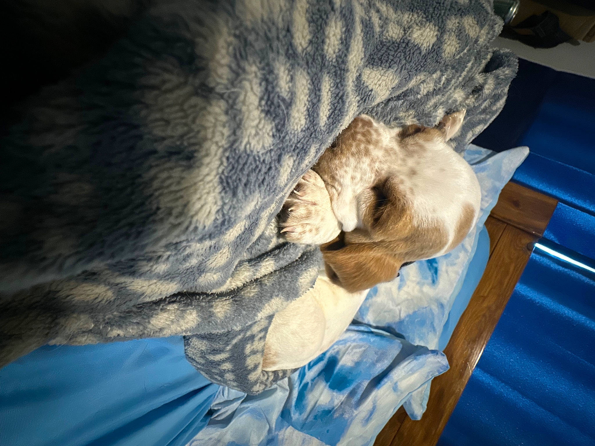 Buster joined the competition — help win amazing prizes! blue, canidae, carnivore, cat, claw, comfort, dog_breed, domestic_short_haired_cat, electric_blue, felidae, fur, linens, paw, small_to_medium_sized_cats, snout, tail, terrestrial_animal, whiskers, wildlife, wrinkle