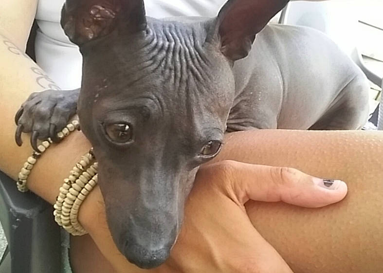 Fybie participe au concours pour gagner de l'argent avec cette photo : american_hairless_terrier, canidae, carnivore, companion_dog, dog, dog_breed, head, mammal, mexican_hairless_dog, non_sporting_group, peruvian_hairless_dog, sighthound, snout, toy_dog, vertebrate, whiskers