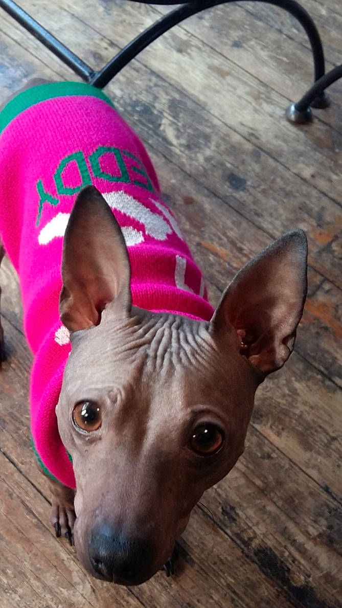 Fybie a rejoint le concours — aidez-le/la à gagner de superbes lots ! american_hairless_terrier, canidae, carnivore, companion_dog, dog, dog_breed, ear, fawn, mammal, mexican_hairless_dog, non_sporting_group, peruvian_hairless_dog, pink, snout, thai_ridgeback, toy_dog, vertebrate