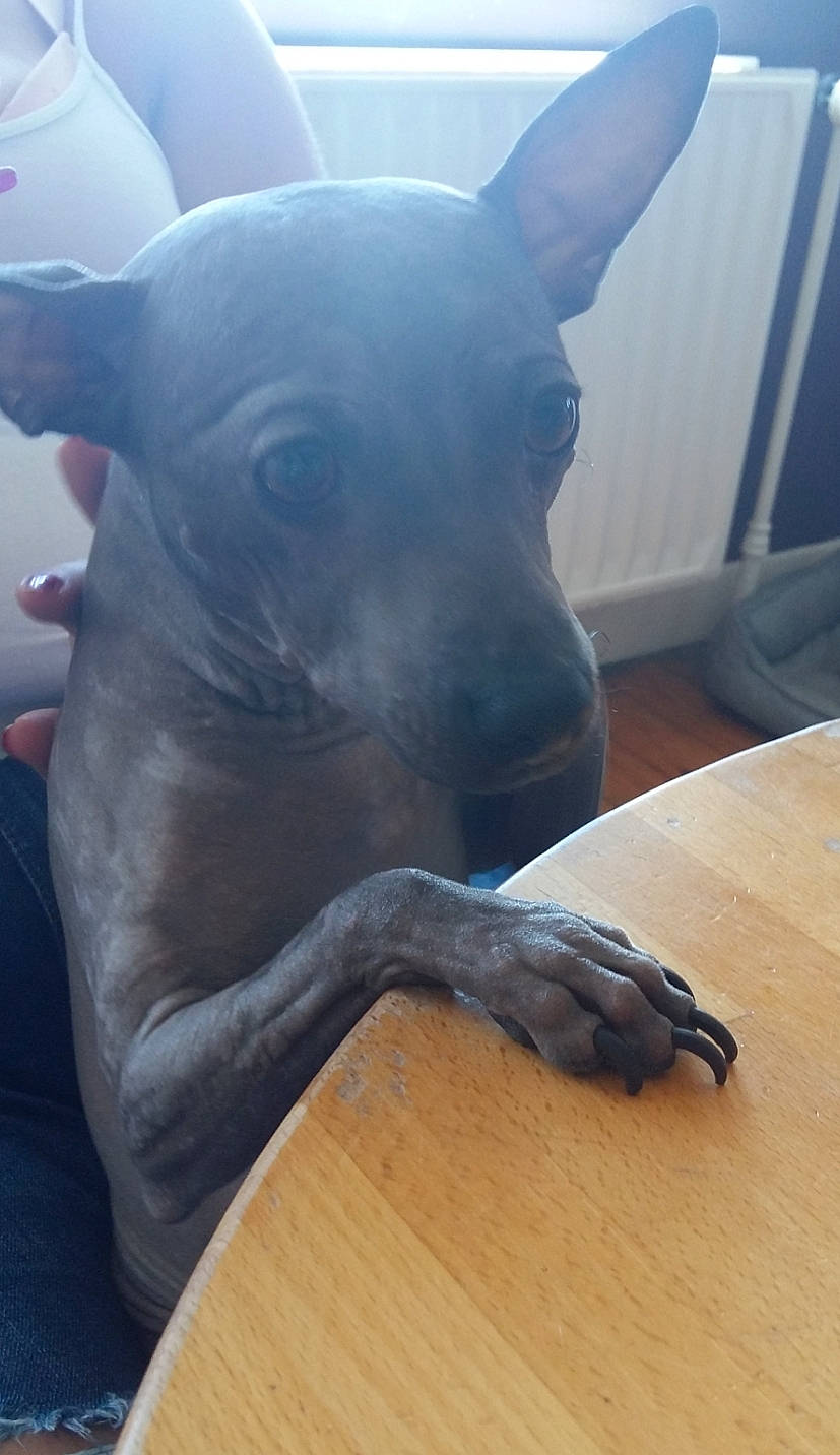 Fybie a rejoint le concours — aidez-le/la à gagner de superbes lots ! american_hairless_terrier, art, canidae, carnivore, companion_dog, dog, dog_breed, fawn, italian_greyhound, mexican_hairless_dog, non_sporting_group, peruvian_hairless_dog, sculpture, snout, tail, thai_ridgeback, whippet