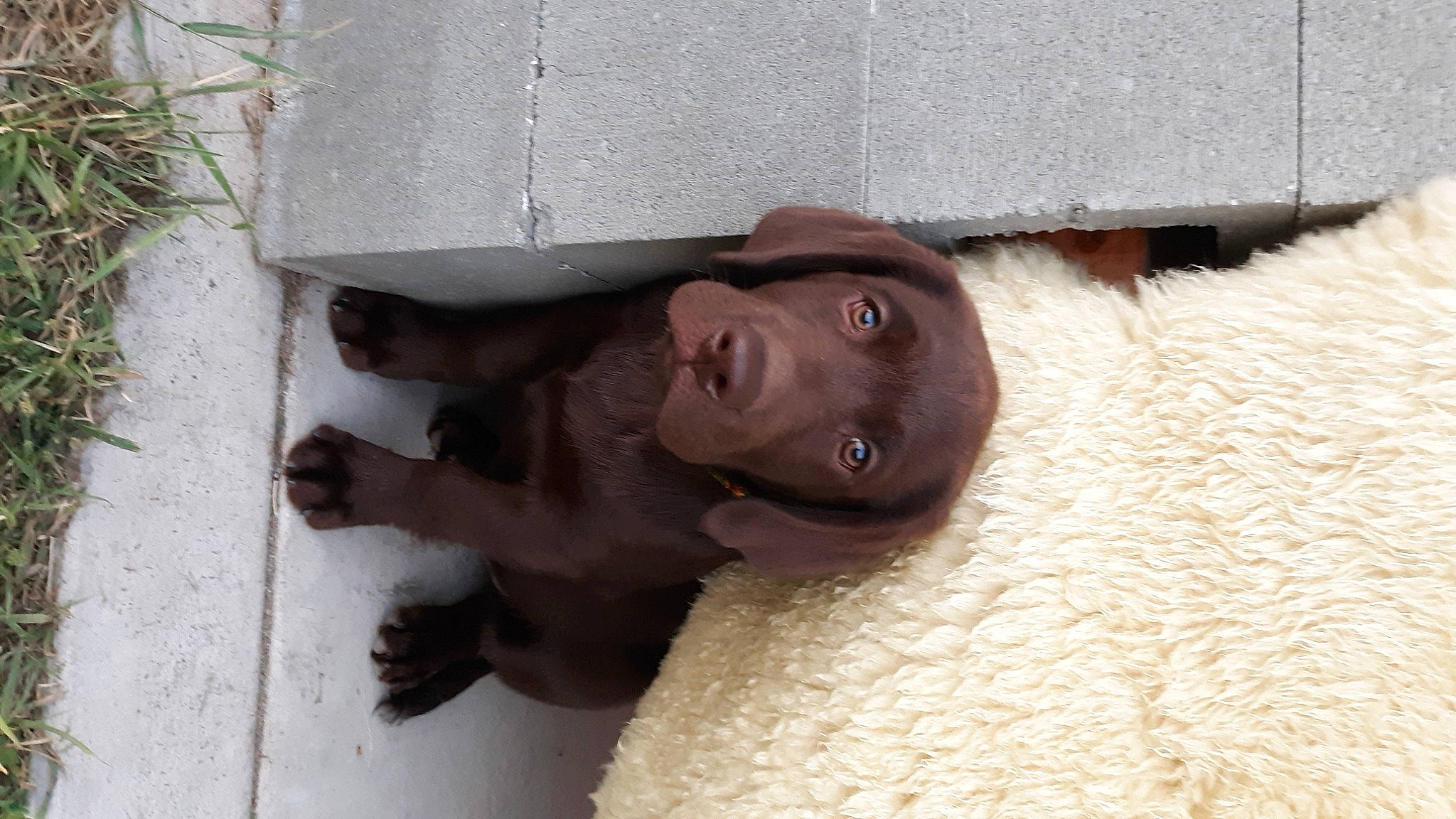 Hershey joined the competition — help win amazing prizes! art, canidae, dog_breed, eyelash, fawn, fur, liver, natural_material, plant, sculpture, snout, sporting_group, statue, terrestrial_animal, wood, working_animal, wrinkle