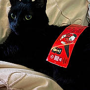 Holly joined the competition — help win amazing prizes! animal, balanced_object, black_cat, blanket, bottle_cap, cat, close_up, coca_cola_label, cute, domestic_cat, feline, fur, green_eyes, indoor, laying_down, pet, playful, relaxed, resting, soft_texture