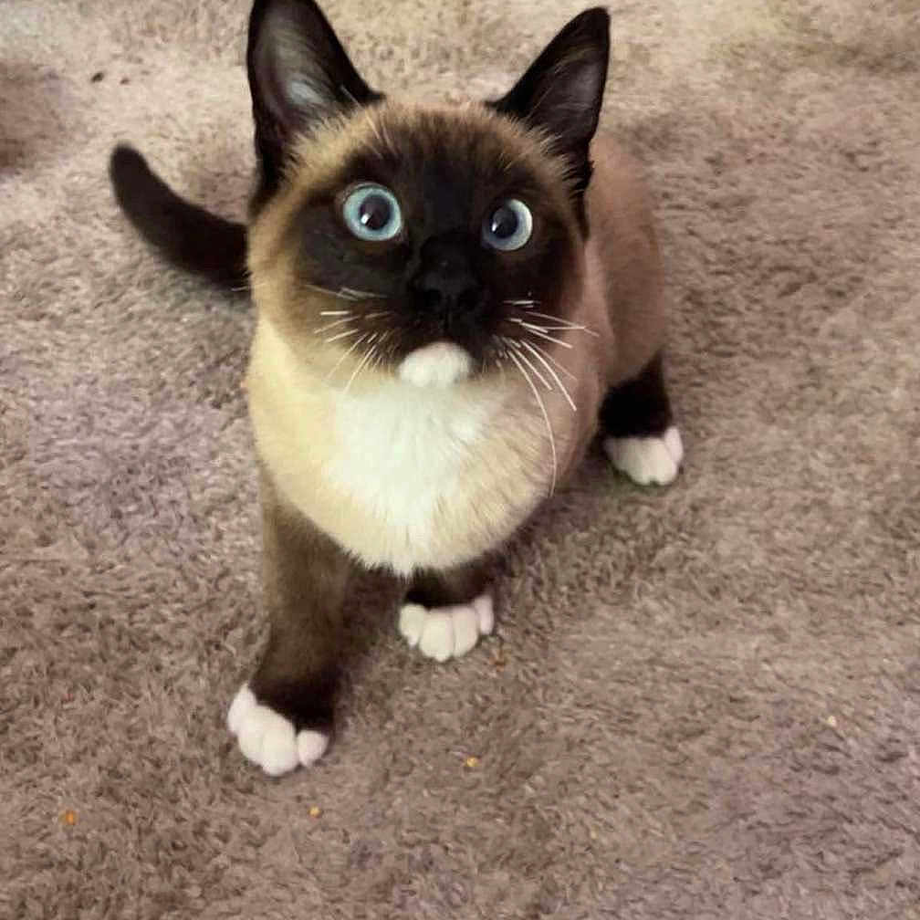 Daisy participe au concours pour gagner de l'argent avec cette photo : animal, cat, kitten, manx, pet, siamese