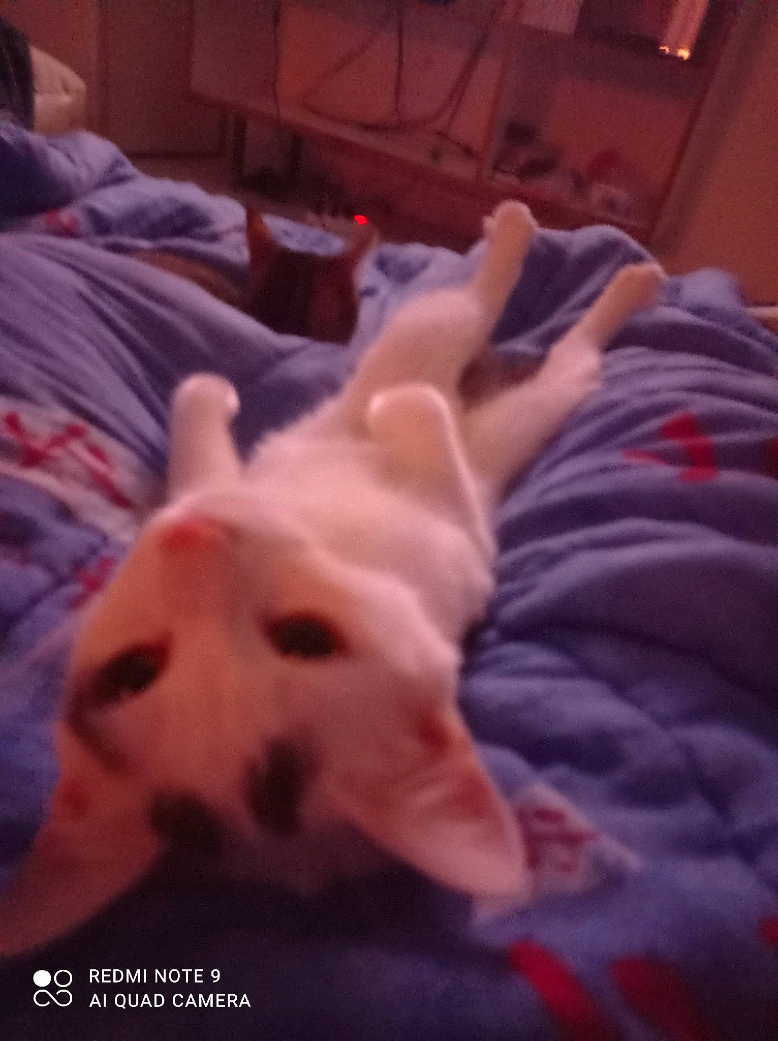 Gumball participe au concours pour gagner de l'argent avec cette photo : carnivore, cloud, comfort, companion_dog, dog, dog_breed, fawn, felidae, foot, fur, gesture, human_leg, paw, sky, small_to_medium_sized_cats, snout, thumb, toe, whiskers, working_animal