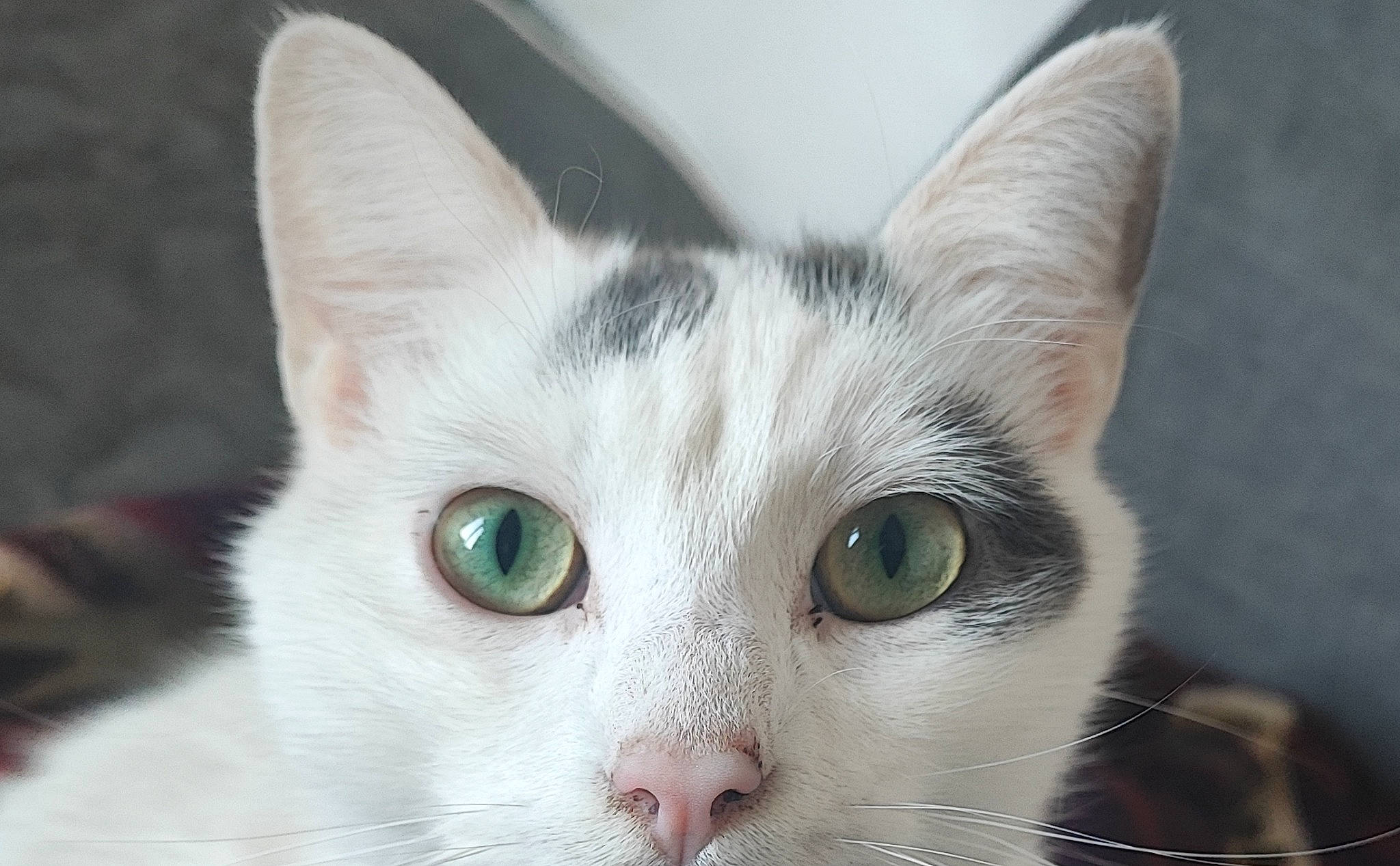 Gumball a rejoint le concours — aidez-le/la à gagner de superbes lots ! carnivore, cat, close_up, collar, domestic_short_haired_cat, felidae, fur, small_to_medium_sized_cats, snout, whiskers