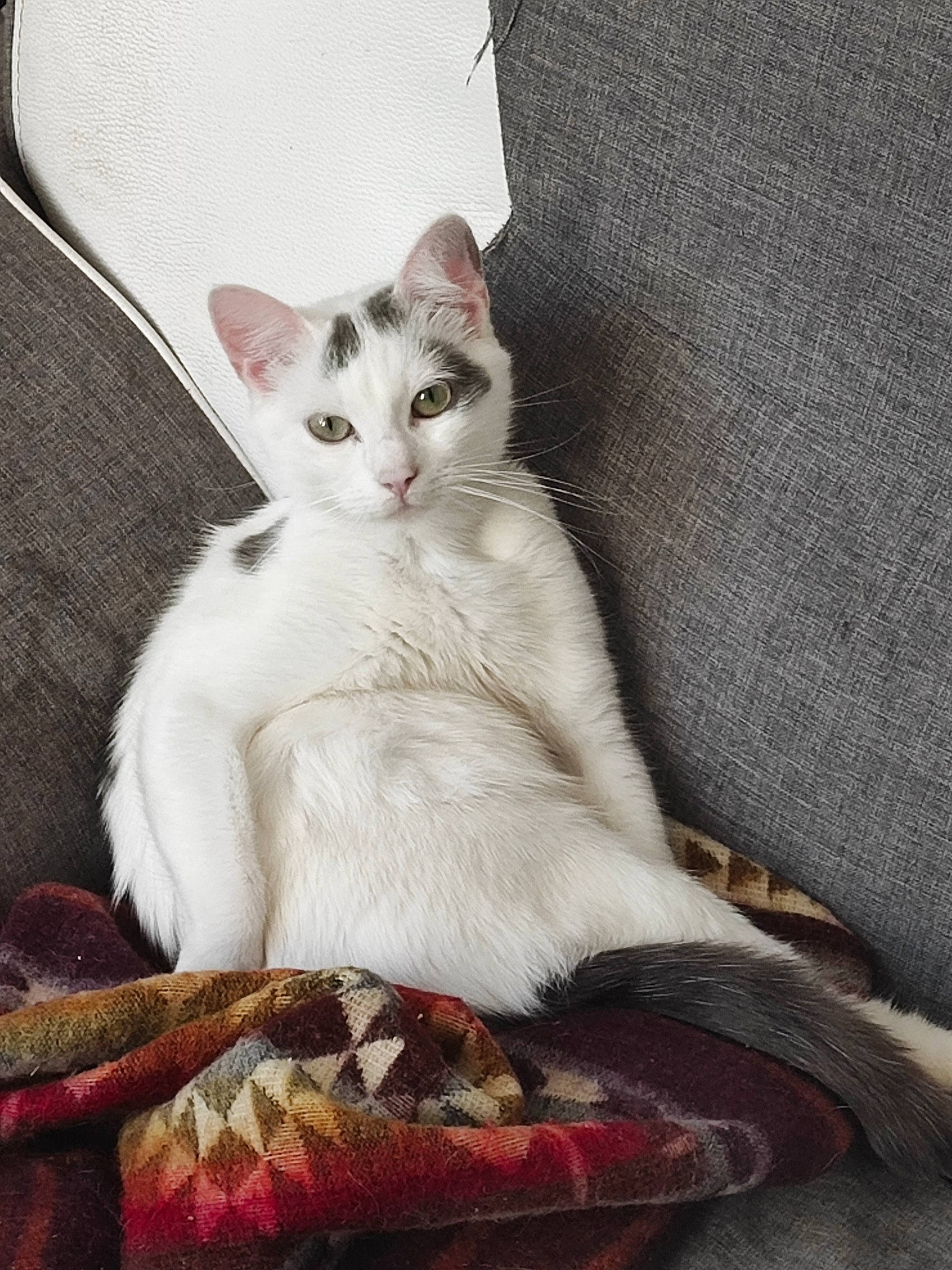 Gumball participe au concours pour gagner de l'argent avec cette photo : carnivore, cat, cat_supply, claw, comfort, couch, domestic_short_haired_cat, felidae, fur, paw, sitting, small_to_medium_sized_cats, snout, tail, terrestrial_animal, whiskers