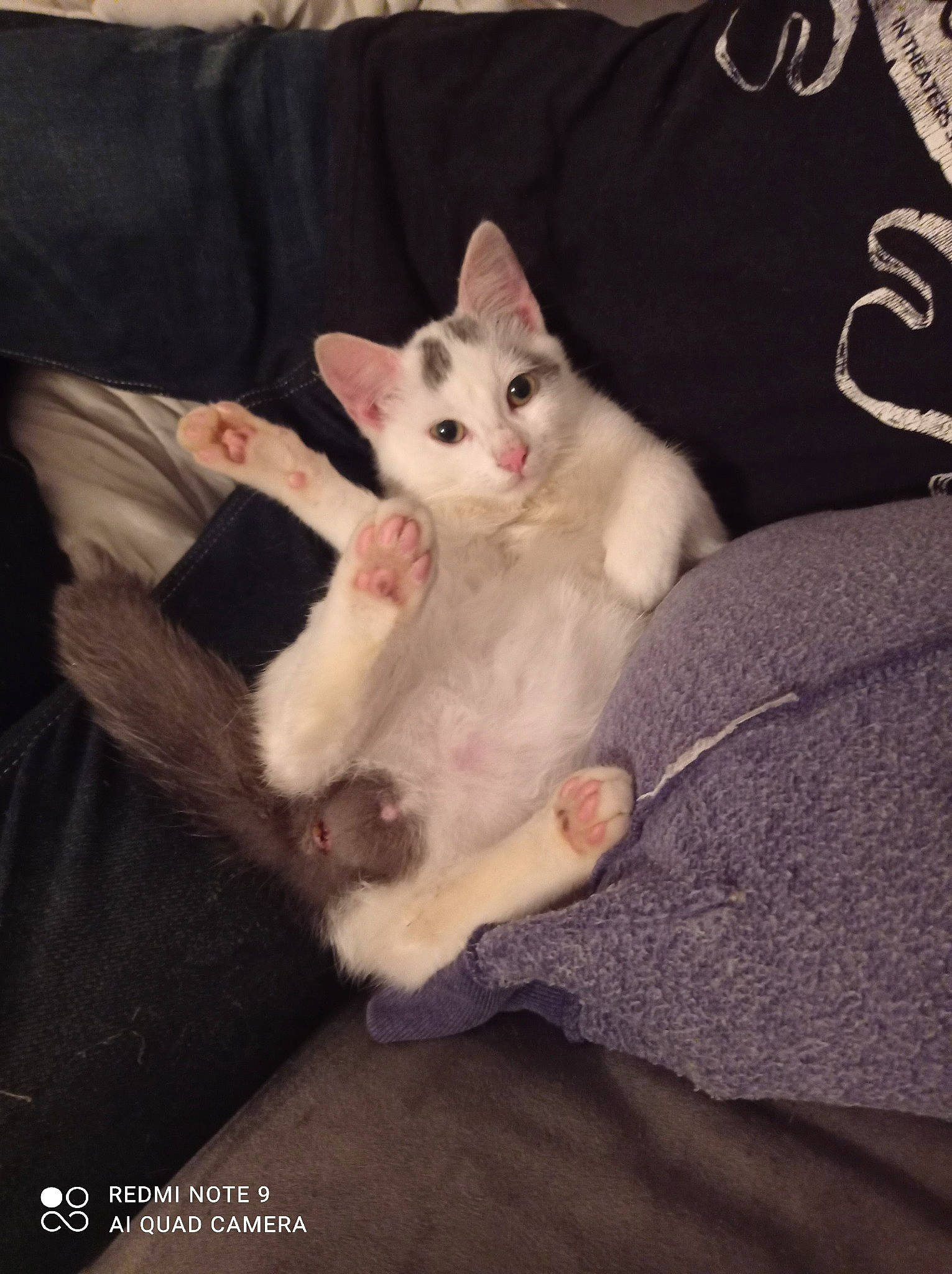 Gumball participe au concours pour gagner de l'argent avec cette photo : bed, carnivore, cat, comfort, couch, domestic_short_haired_cat, eye, fawn, felidae, foot, fur, grey, head, nap, paw, sitting, small_to_medium_sized_cats, snout, tail, whiskers