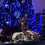 dog, towels, christmas_tree, christmas_lights, ornaments, wrapped_gifts, indoor, holiday, festive, decorations, blue_lights, fur, pet, pile, relaxing, cozy, home, celebration, tinsel, gift_wrapping