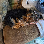 Pixie joined the competition — help win amazing prizes! blanket, brown, carpet, couch, cozy, cute, dog, fabric, fur, glasses, indoors, living_room, pet, pillow, relaxing, resting, sleeping, small_dog, tapestry, upholstery