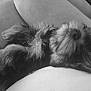 Pixie joined the competition — help win amazing prizes! animal, black_and_white, canine, close_up, comfort, companion, cozy, cute, dog, domestic, fluffy, fur, indoor, lap, lying_down, pet, relaxation, resting, sleepy, soft_texture