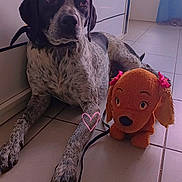 Sami participe au concours pour gagner de l'argent avec cette photo : dog, plush_toy, indoor, tile_floor, leash, heart_doodle, black_and_white_dog, stuffed_animal, pink_bows, pet, resting, domestic, animal, companion, quiet, corner, relaxed, cute, floor, toy