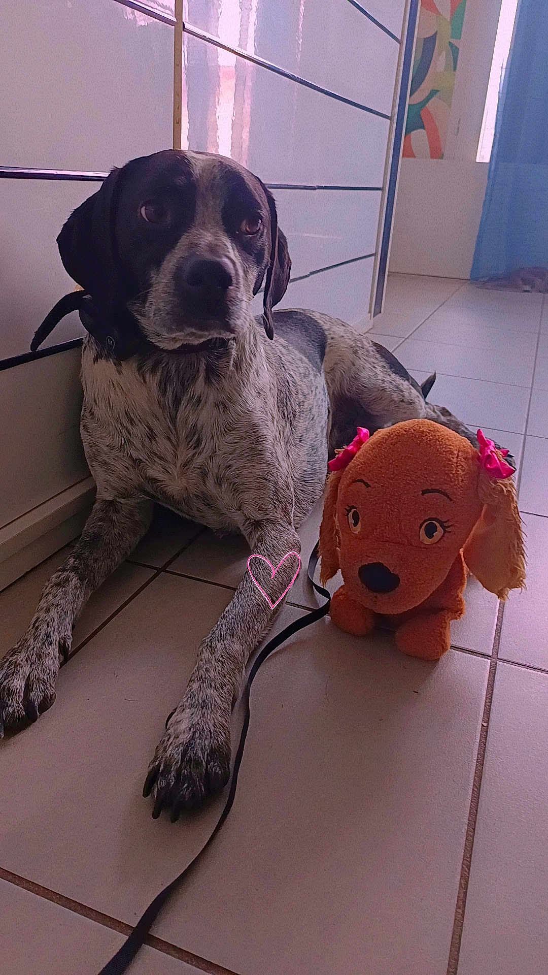 Sami participe au concours pour gagner de l'argent avec cette photo : dog, plush_toy, indoor, tile_floor, leash, heart_doodle, black_and_white_dog, stuffed_animal, pink_bows, pet, resting, domestic, animal, companion, quiet, corner, relaxed, cute, floor, toy