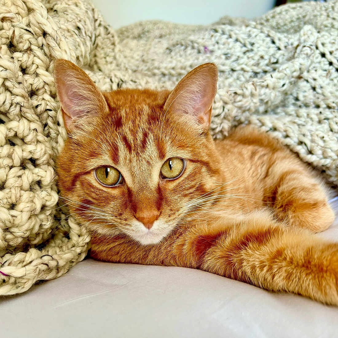 Simba joined the competition — help win amazing prizes! abyssinian, animal, blanket, cat, couch, cushion, furniture, homedecor, kitten, manx, person, pet, quilt, sleeping