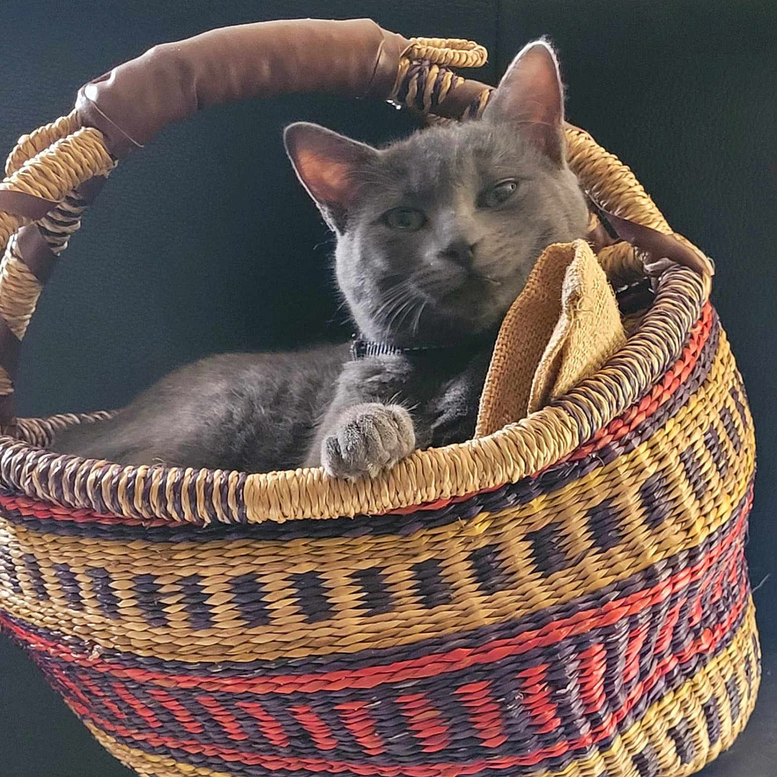 Affli participe au concours pour gagner de l'argent avec cette photo : animal, basket, black_background, cat, closeup, cozy, cute, domestic_cat, feline, furniture, gray_cat, home, indoor, paw, pet, relaxed, resting, sitting, texture, woven_basket