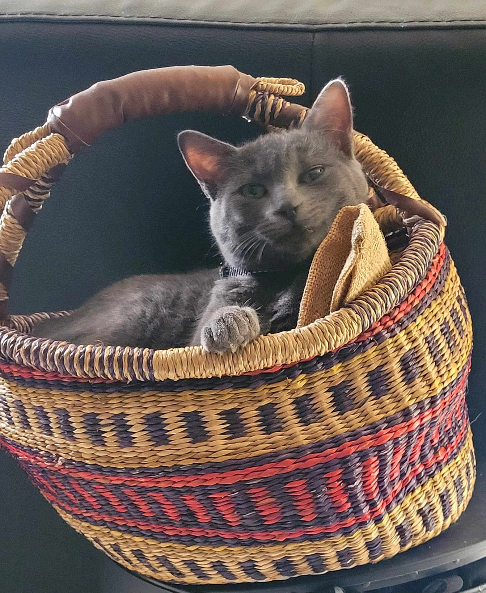 Affli participe au concours pour gagner de l'argent avec cette photo : cat, gray_cat, basket, woven_basket, pet, indoor, relaxed, feline, cozy, paw, animal, resting, home, furniture, cute, domestic_cat, closeup, texture, black_background, sitting