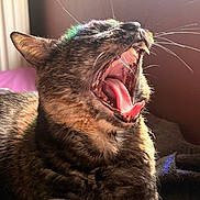 Kyubi a rejoint le concours — aidez-le/la à gagner de superbes lots ! animal, cat, close_up, colorful_reflection, daylight, feline, fur, indoor, mouth_open, pet, relaxing, shadow, sleepy, sunlight, teeth, texture, tongue, whiskers, window, yawning