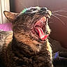 animal, cat, close_up, colorful_reflection, daylight, feline, fur, indoor, mouth_open, pet, relaxing, shadow, sleepy, sunlight, teeth, texture, tongue, whiskers, window, yawning